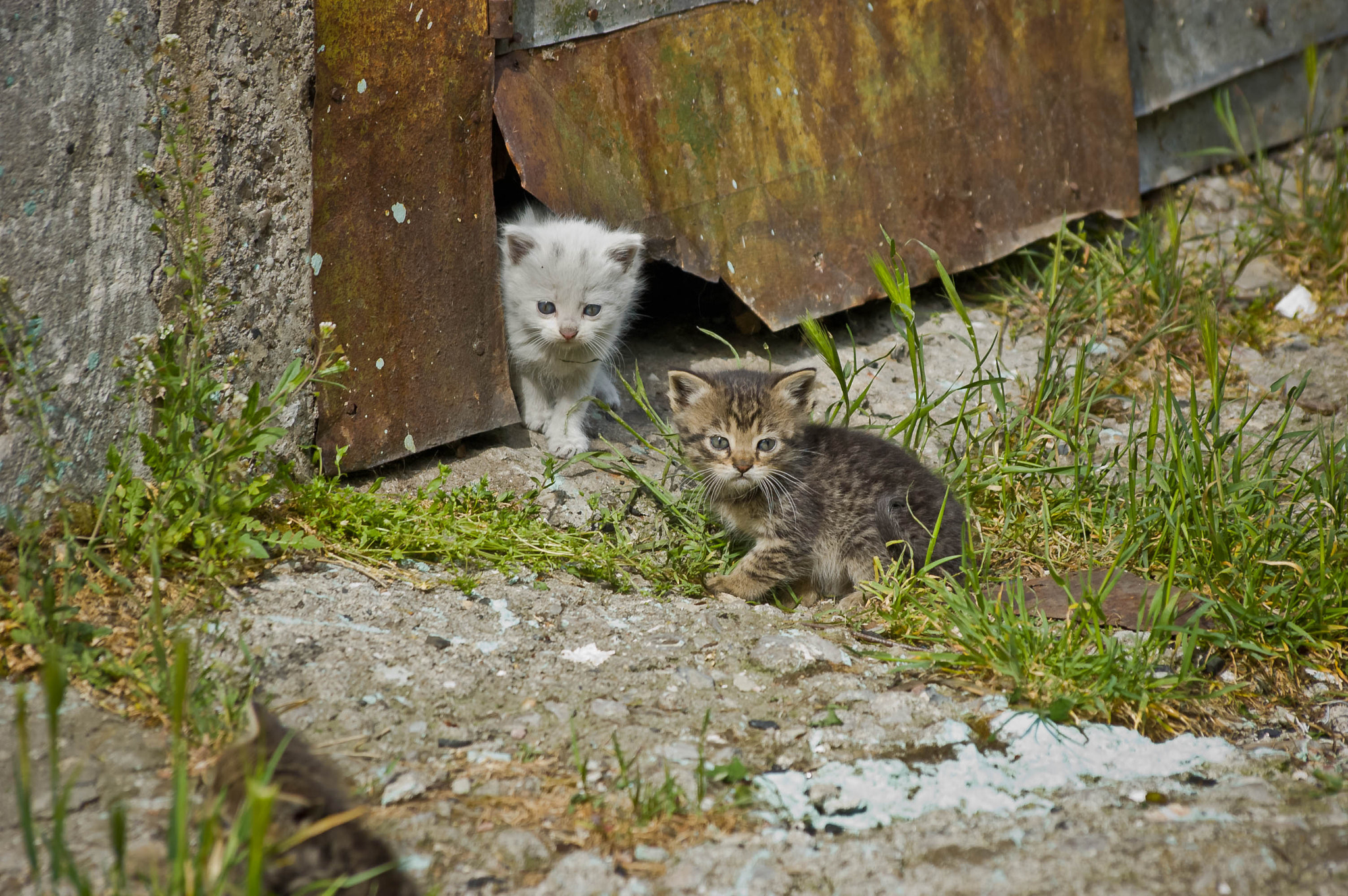 Sigma 70-300mm F4-5.6 APO DG Macro sample photo. Yalta cats / Ялтинские коты photography