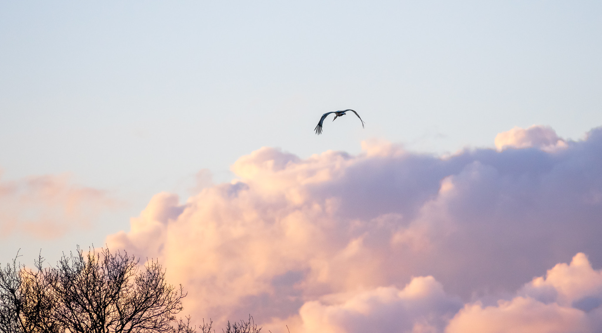 Pentax K-3 sample photo. Ooievaar photography