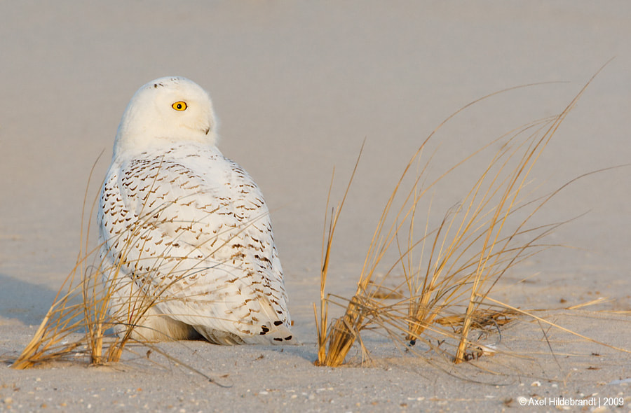 Canon EOS-1D Mark III + Canon EF 500mm F4L IS USM sample photo. Snowy owl at the beach photography