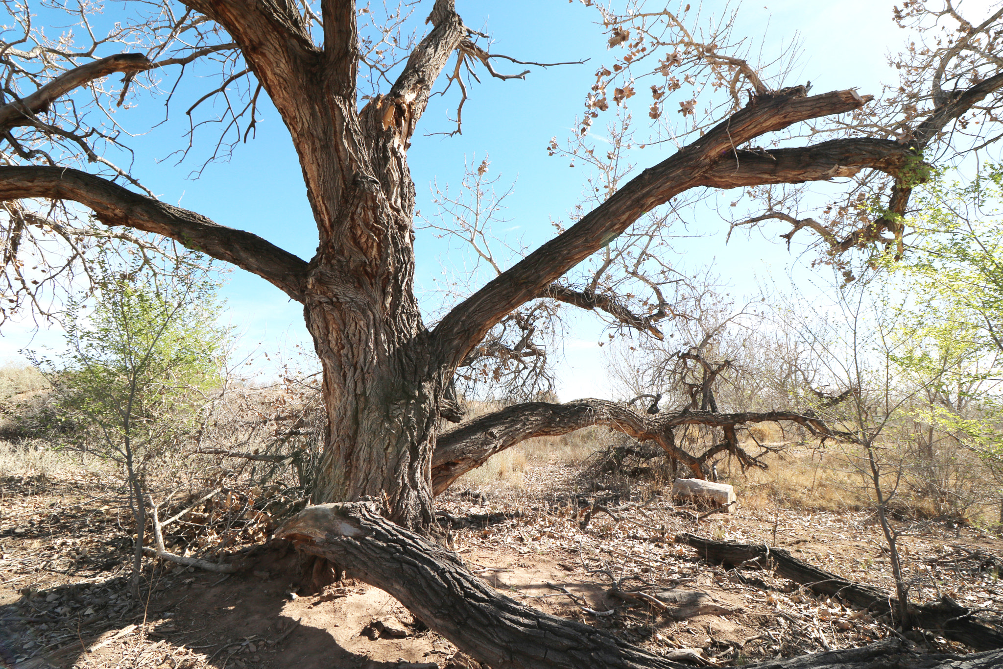 Canon EF-S 10-18mm F4.5–5.6 IS STM sample photo. Tree in alameda photography