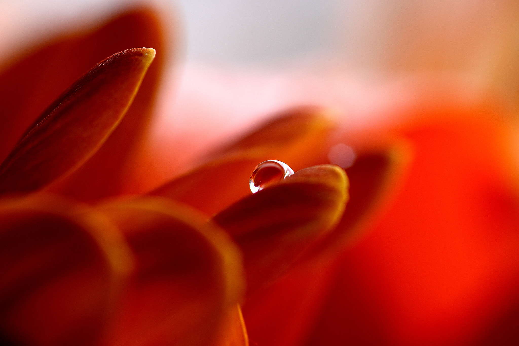 Canon EOS 50D + Sigma 105mm F2.8 EX DG Macro sample photo