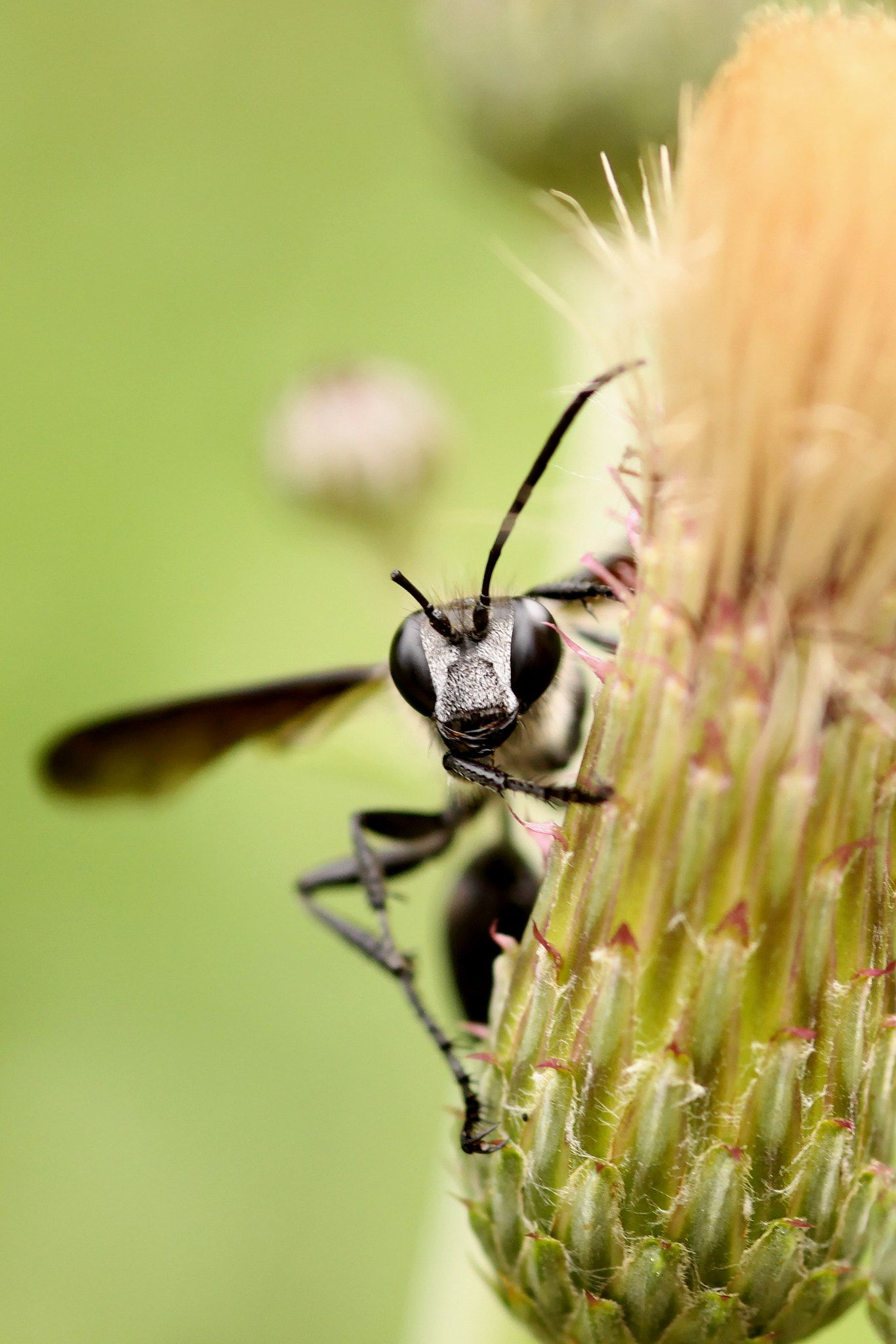 Canon EOS 50D + Sigma 105mm F2.8 EX DG Macro sample photo. Hello  photography