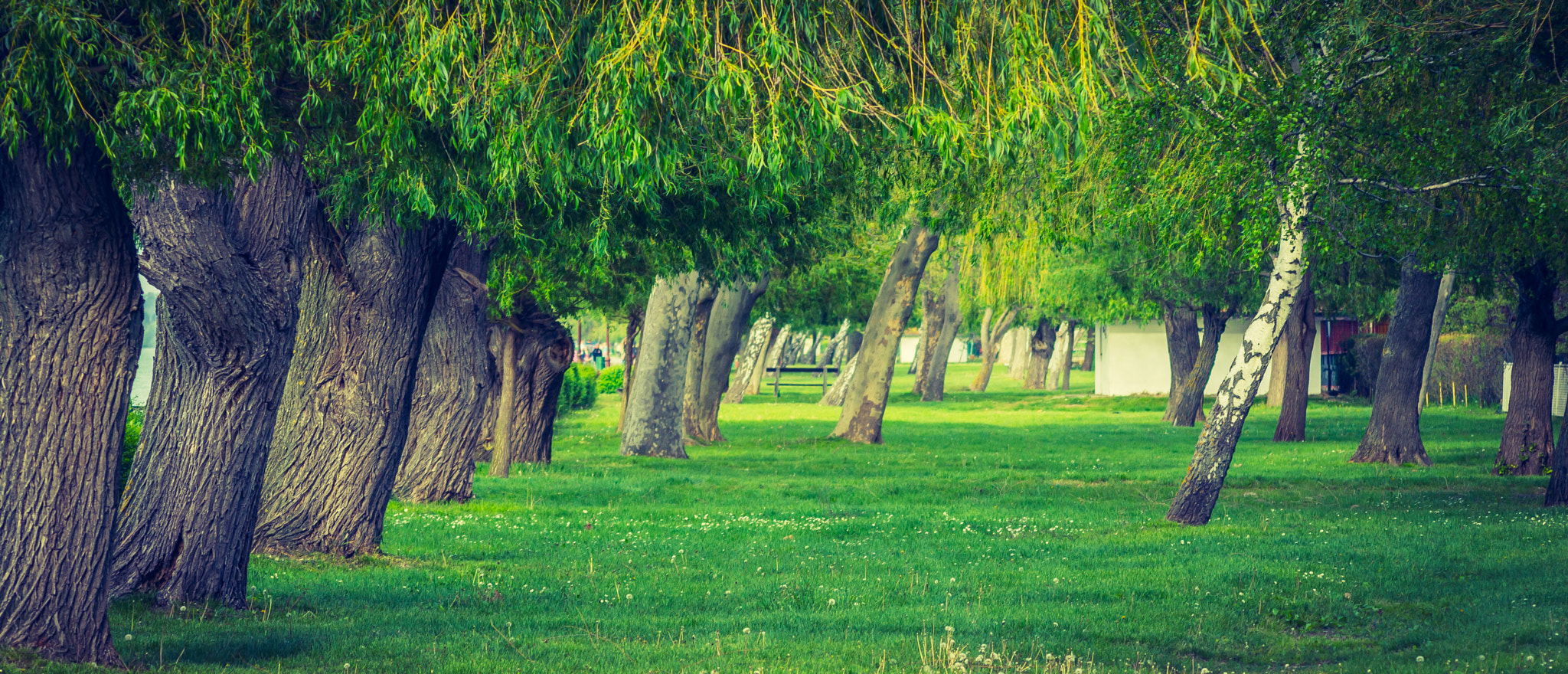 Nikon D3200 + AF Nikkor 70-210mm f/4-5.6 sample photo. Willows at the beach. photography