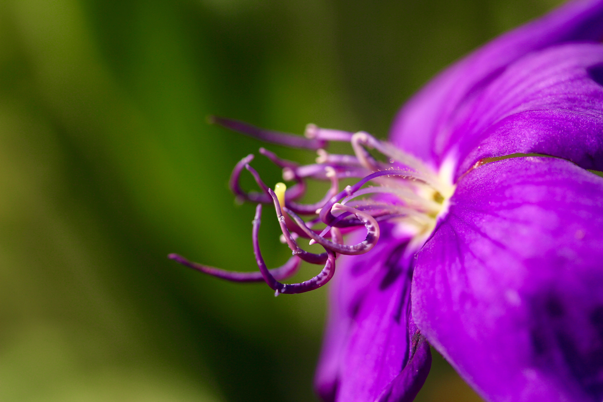Canon EF-S 60mm F2.8 Macro USM sample photo. Purple flower photography