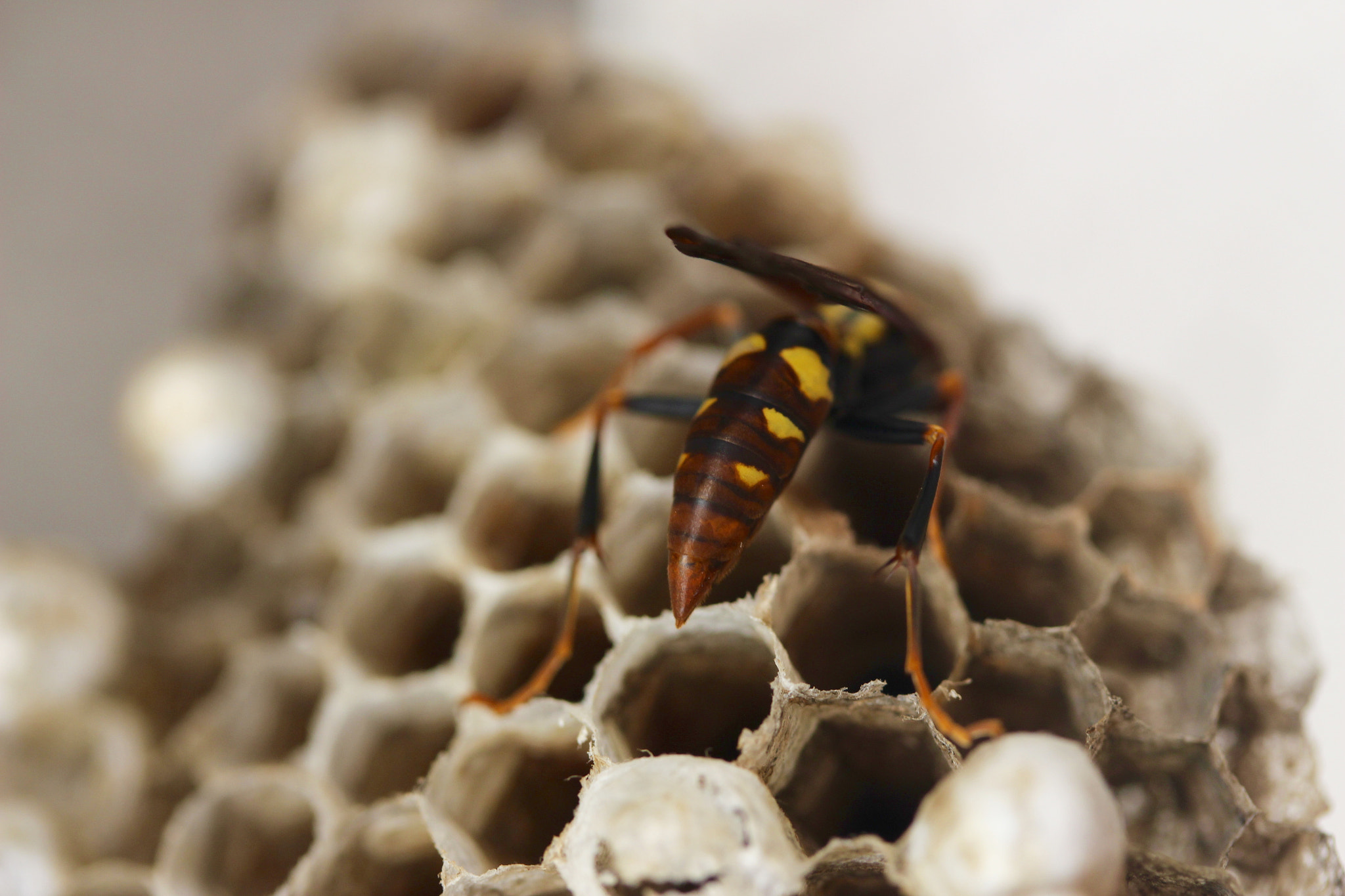 Canon EF-S 60mm F2.8 Macro USM sample photo. Working wasp photography