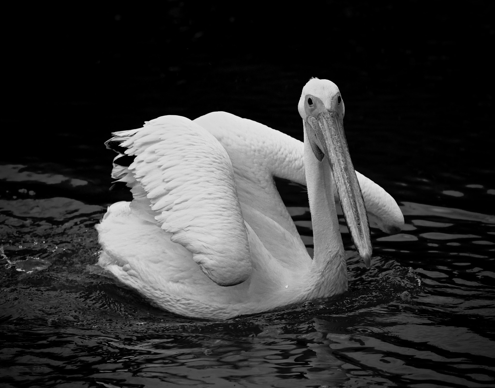 Sigma 70-300mm F4-5.6 APO DG Macro sample photo. Pelican photography