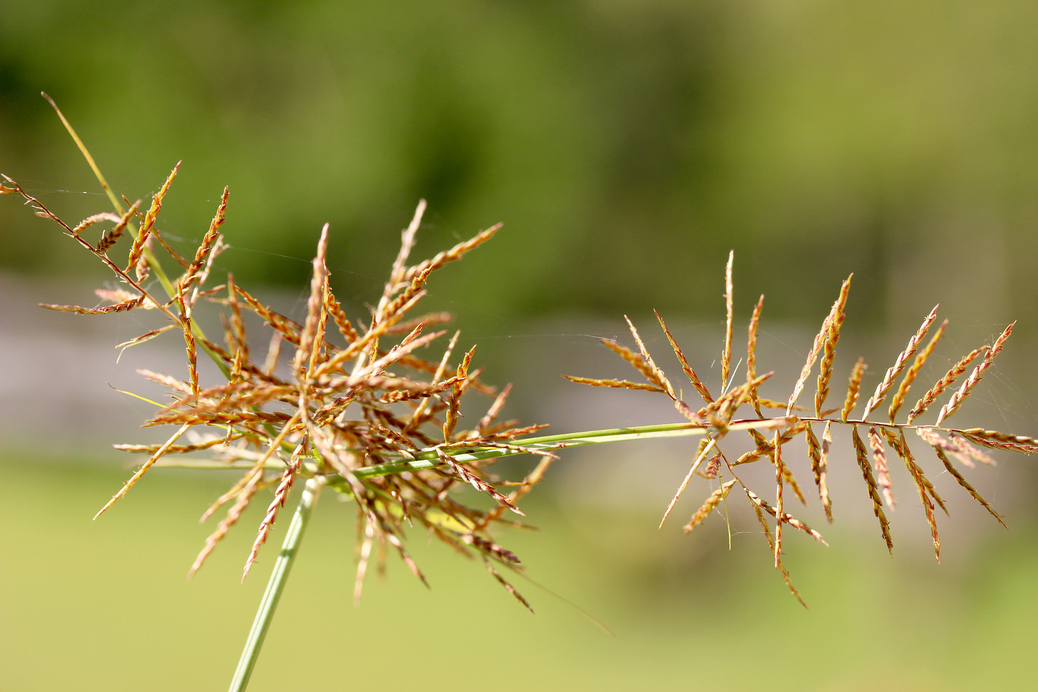 Canon EF-S 60mm F2.8 Macro USM sample photo. Green bokeh photography