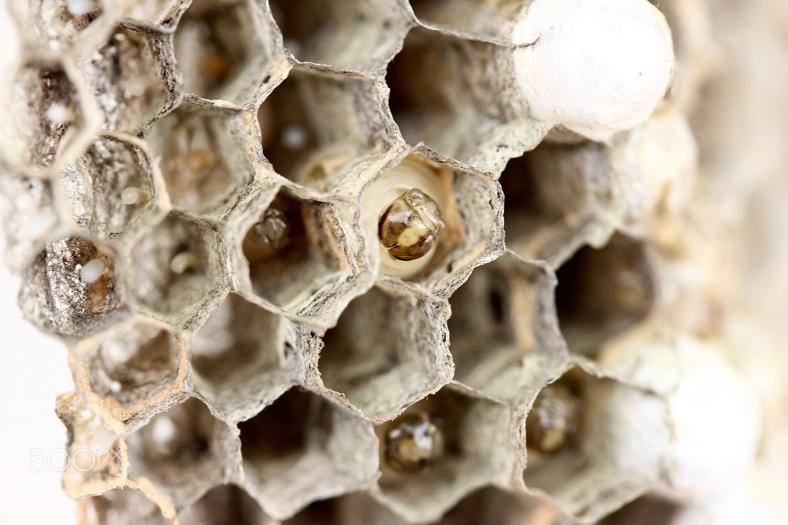 Canon EF-S 60mm F2.8 Macro USM sample photo. Baby wasp photography