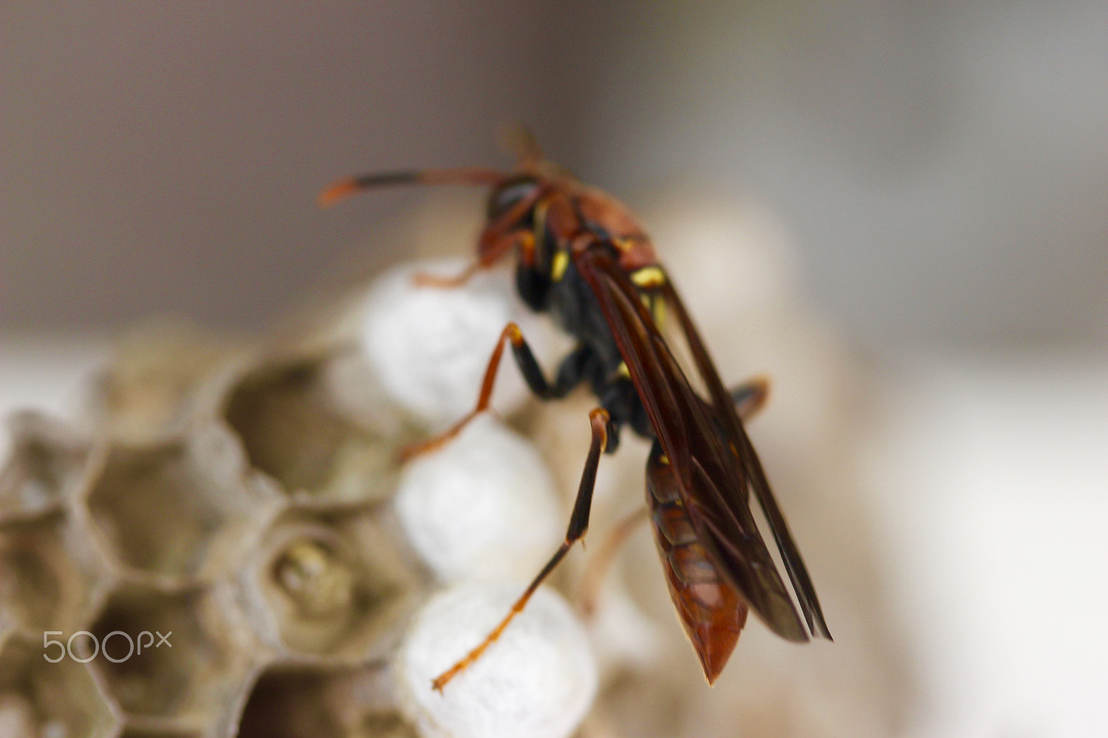 Canon EF-S 60mm F2.8 Macro USM sample photo. On guard photography