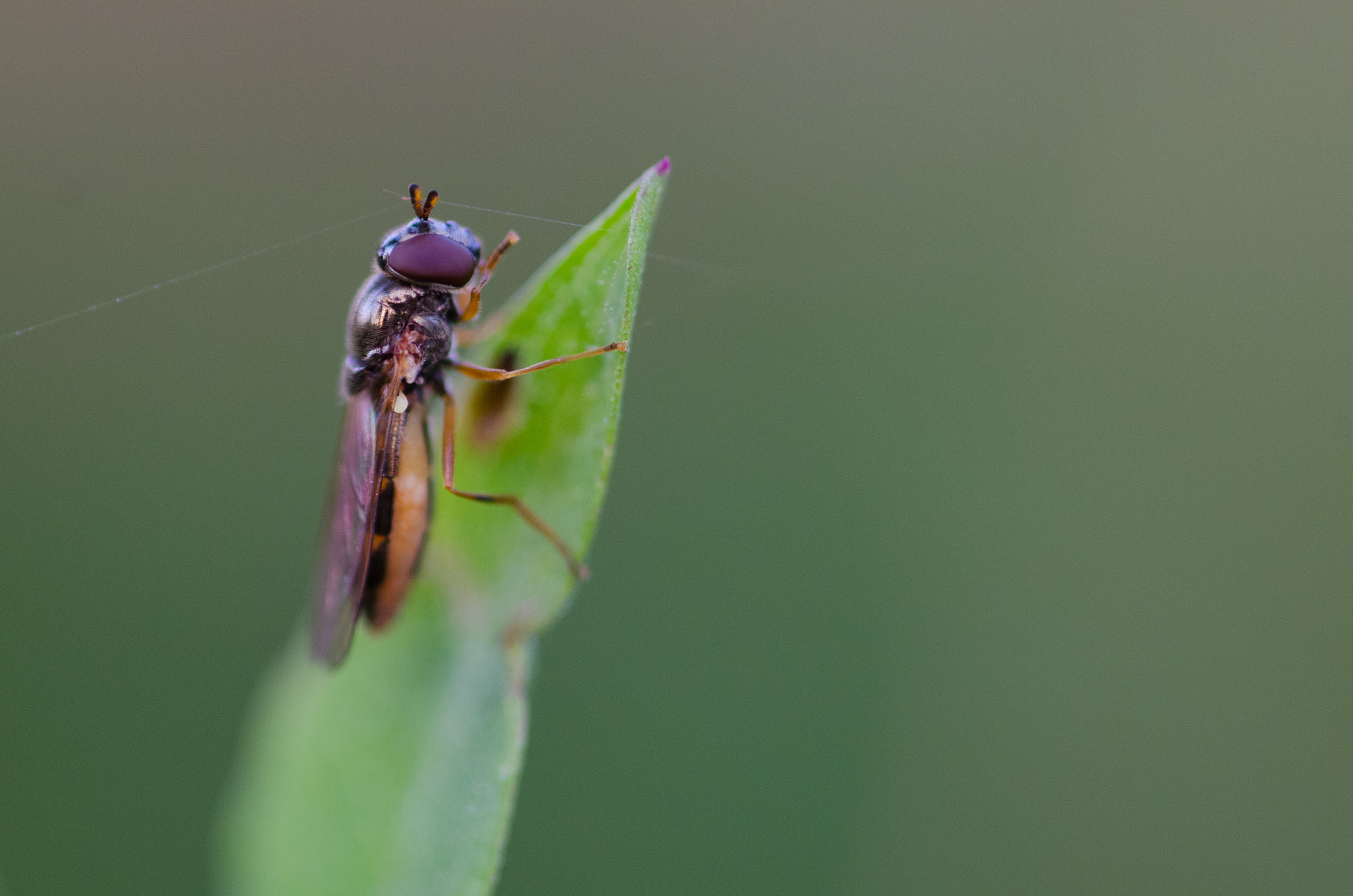 Nikon D7000 + Sigma 105mm F2.8 EX DG Macro sample photo. Fly photography