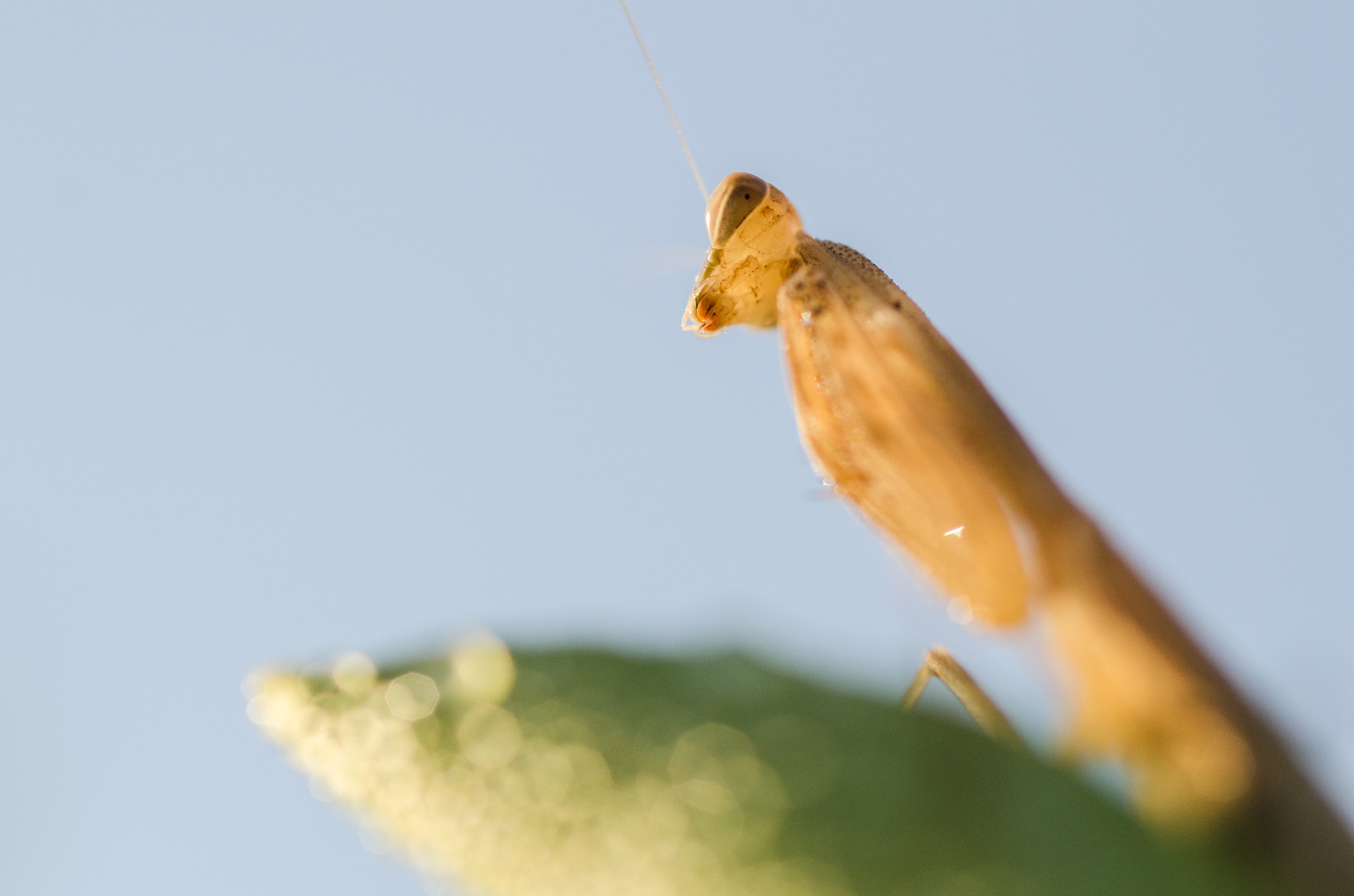 Nikon D7000 + Sigma 105mm F2.8 EX DG Macro sample photo. Mantis king photography
