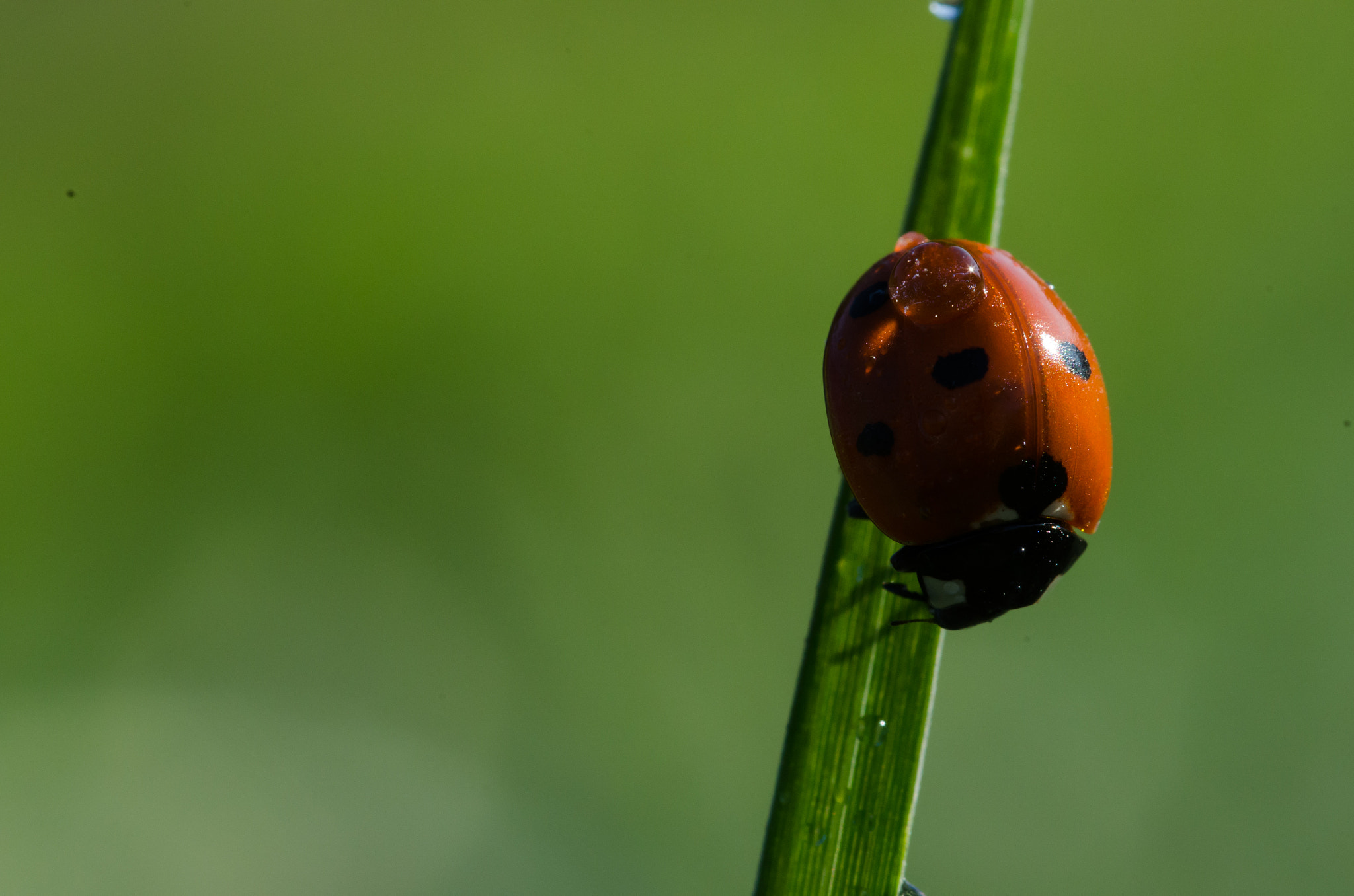 Nikon D7000 + Sigma 105mm F2.8 EX DG Macro sample photo. Big red photography