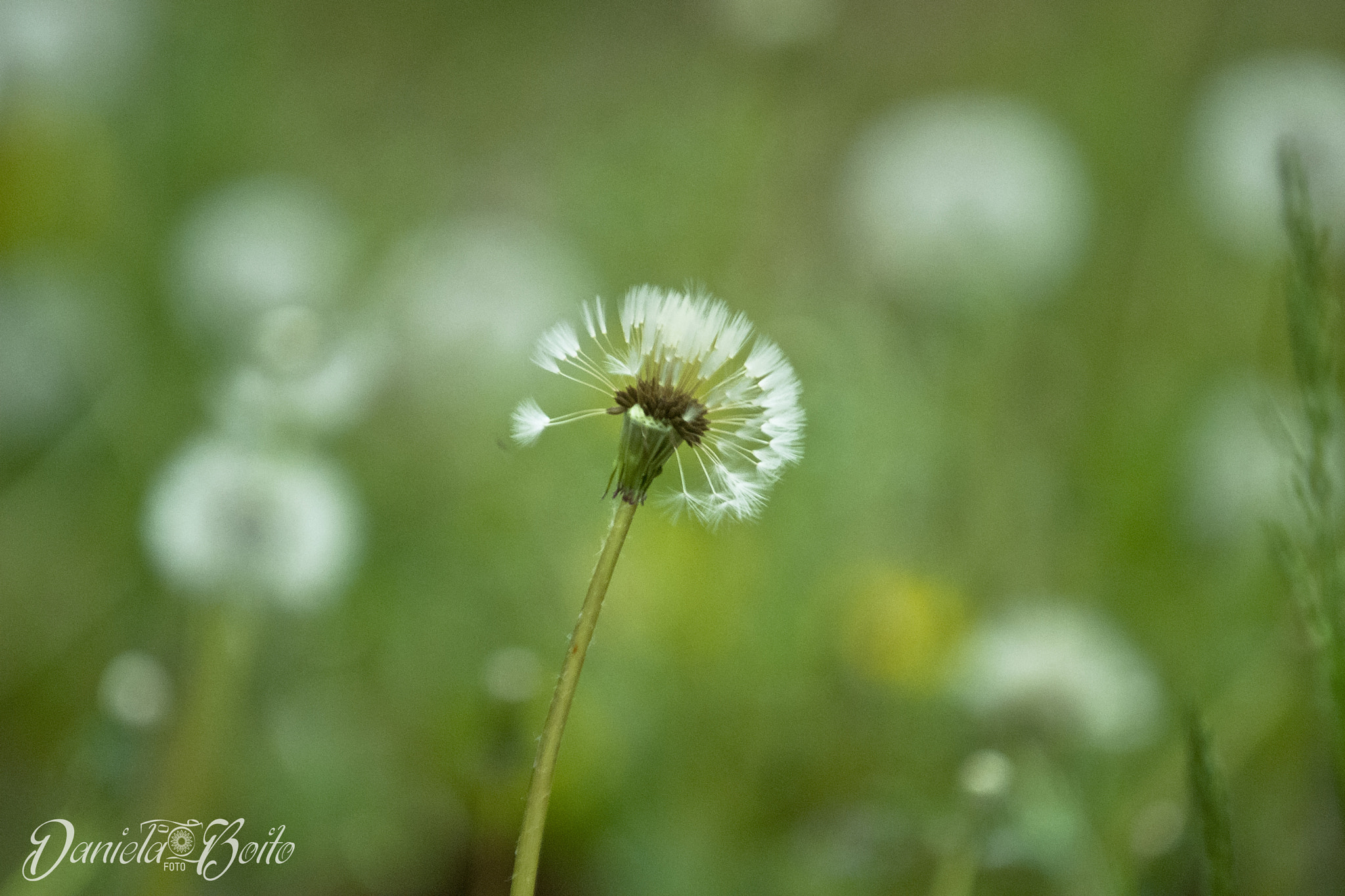 AF-S Zoom-Nikkor 80-200mm f/2.8D IF-ED sample photo. Green bokeh photography
