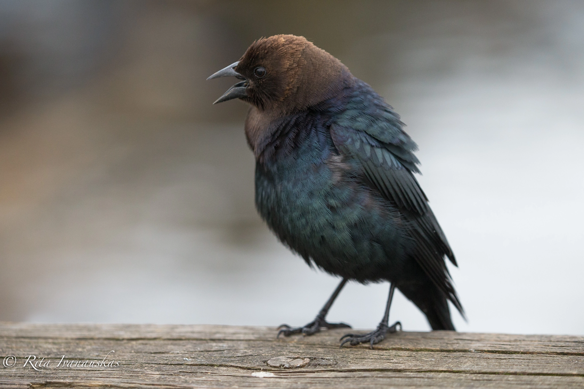 Canon EF 100-400mm F4.5-5.6L IS II USM sample photo. Brown-headed cowbird photography