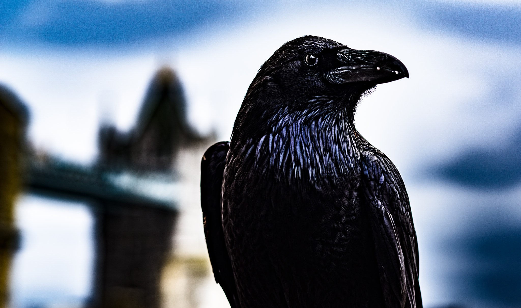 Sony Planar T* 85mm F1.4 ZA sample photo. The crow of the tower photography