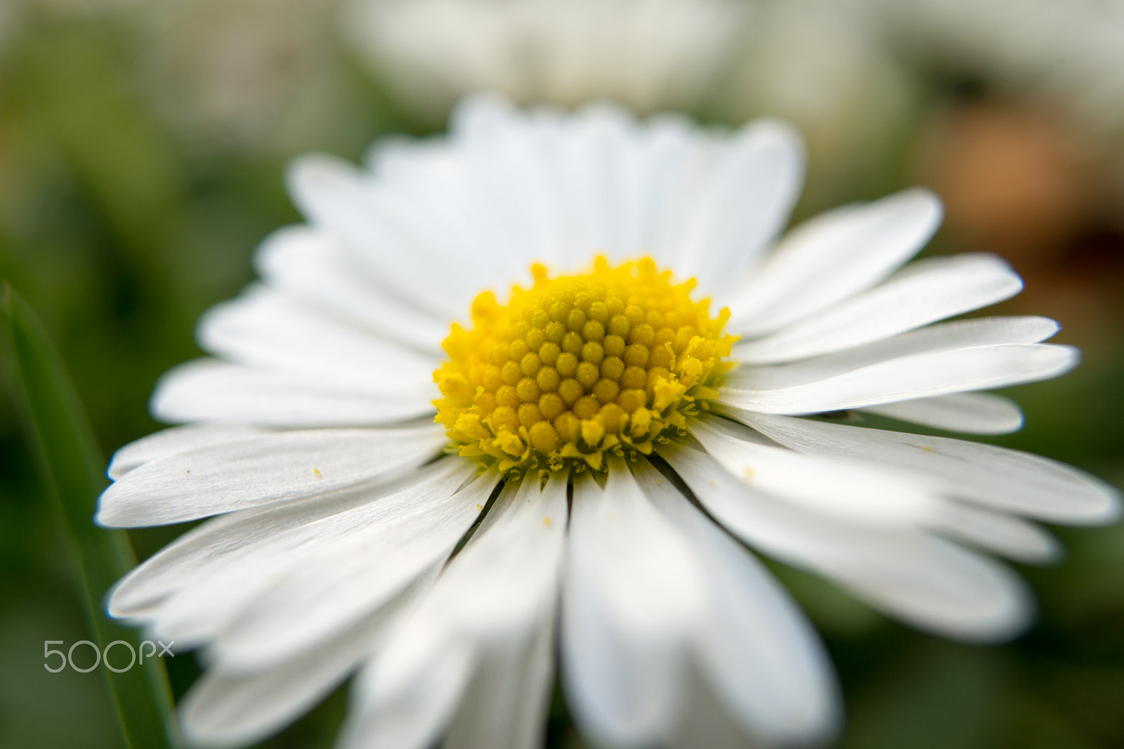Sony a99 II + Sony 28mm F2.8 sample photo. Blümchen :d photography