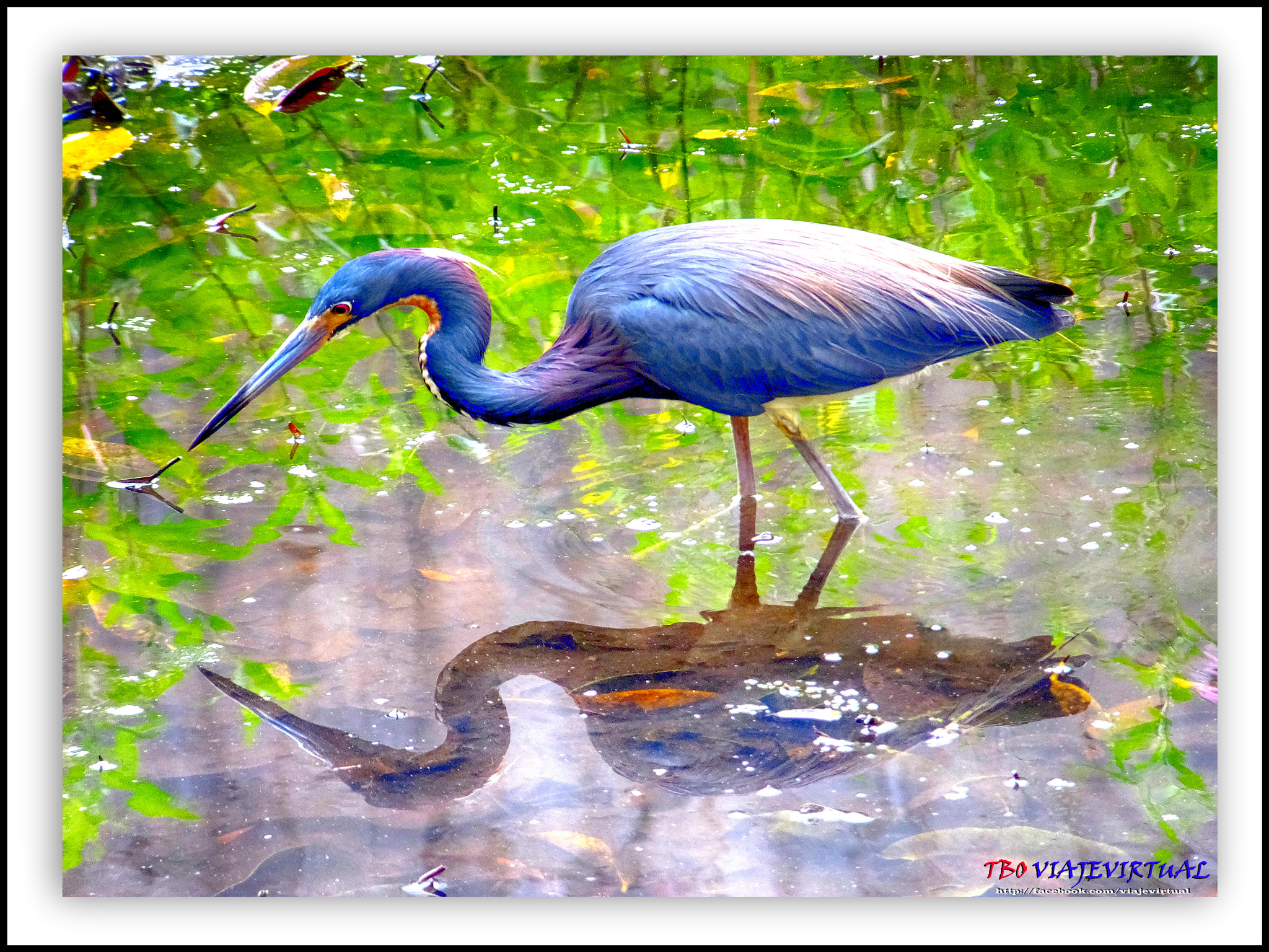 Fujifilm FinePix F850EXR sample photo. Little blue heron. florida caerulea. photography