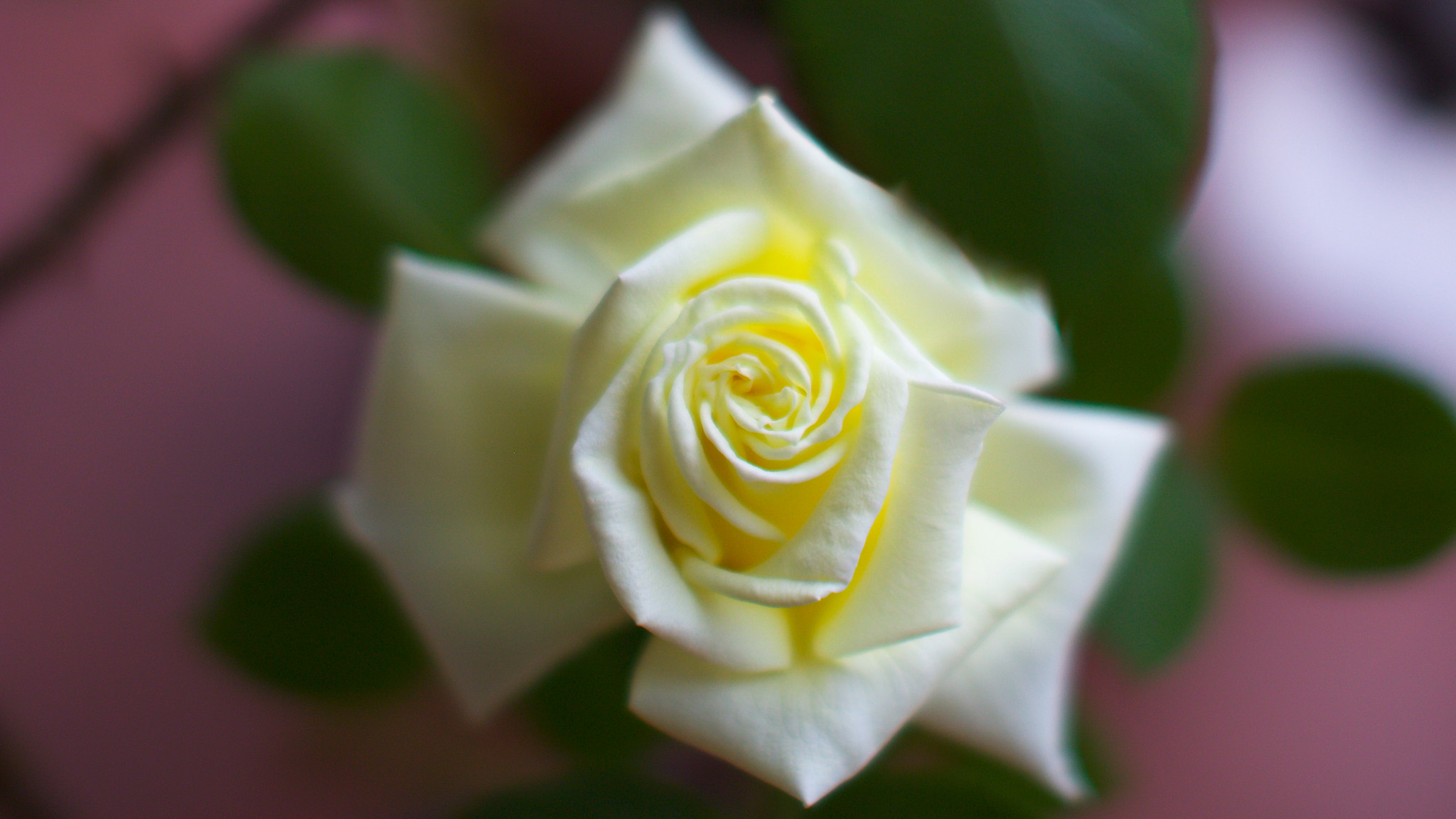 Canon EOS 100D (EOS Rebel SL1 / EOS Kiss X7) + Sigma 50mm F1.4 EX DG HSM sample photo. White rose photography