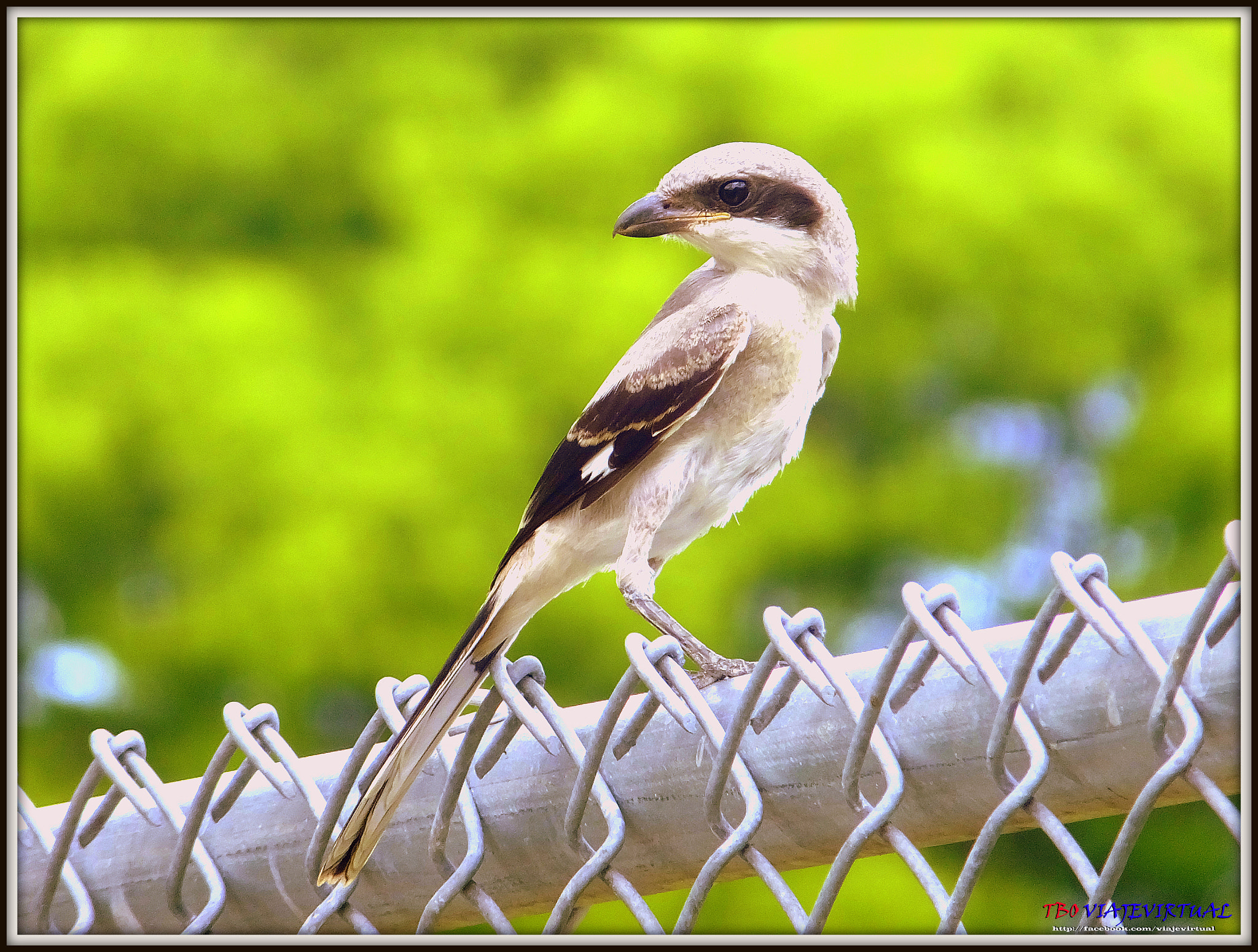 Fujifilm FinePix F850EXR sample photo. Northern shrike. lanius excubitor. photography