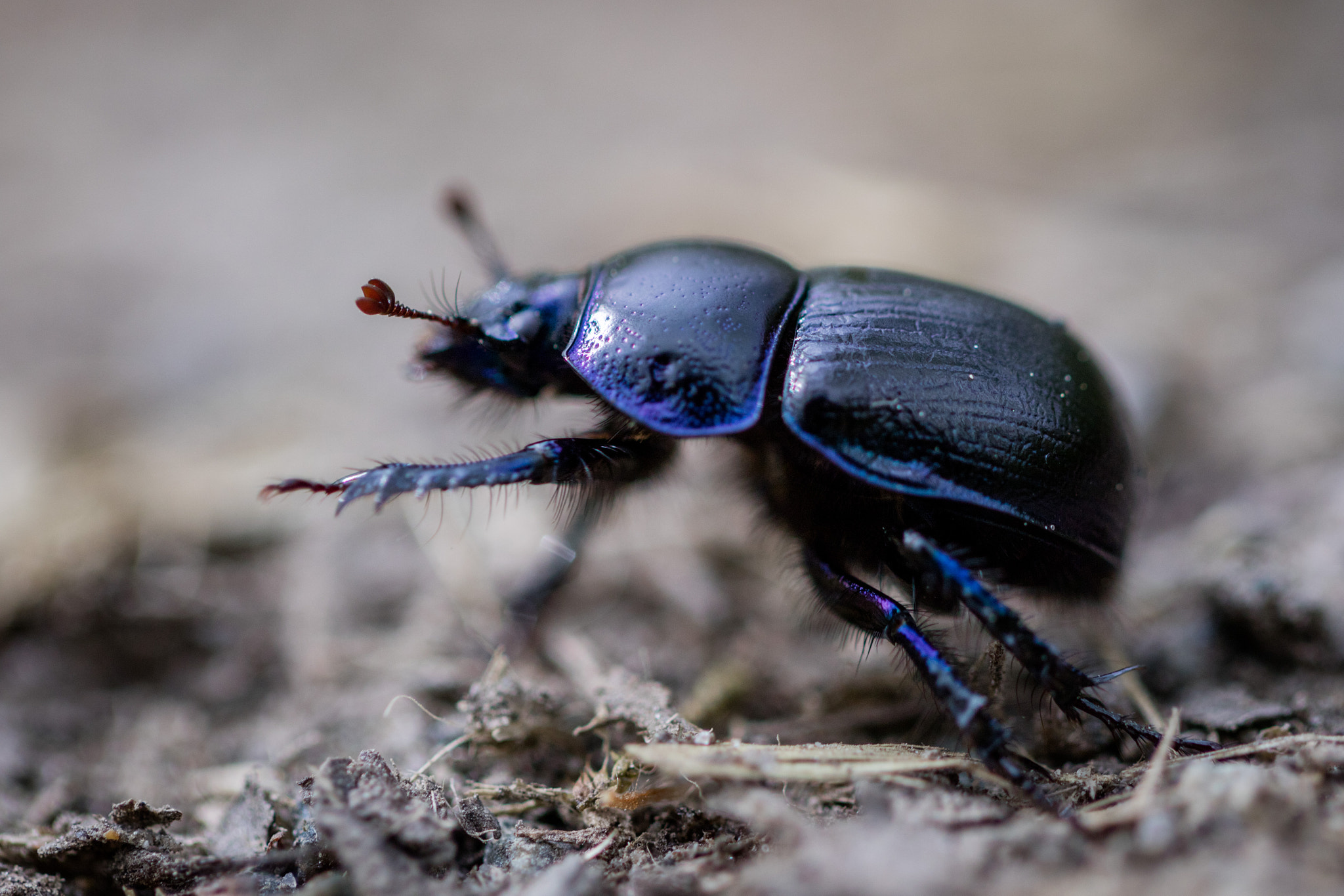 Canon EOS M3 + Canon EF 100mm F2.8L Macro IS USM sample photo. Hey! photography
