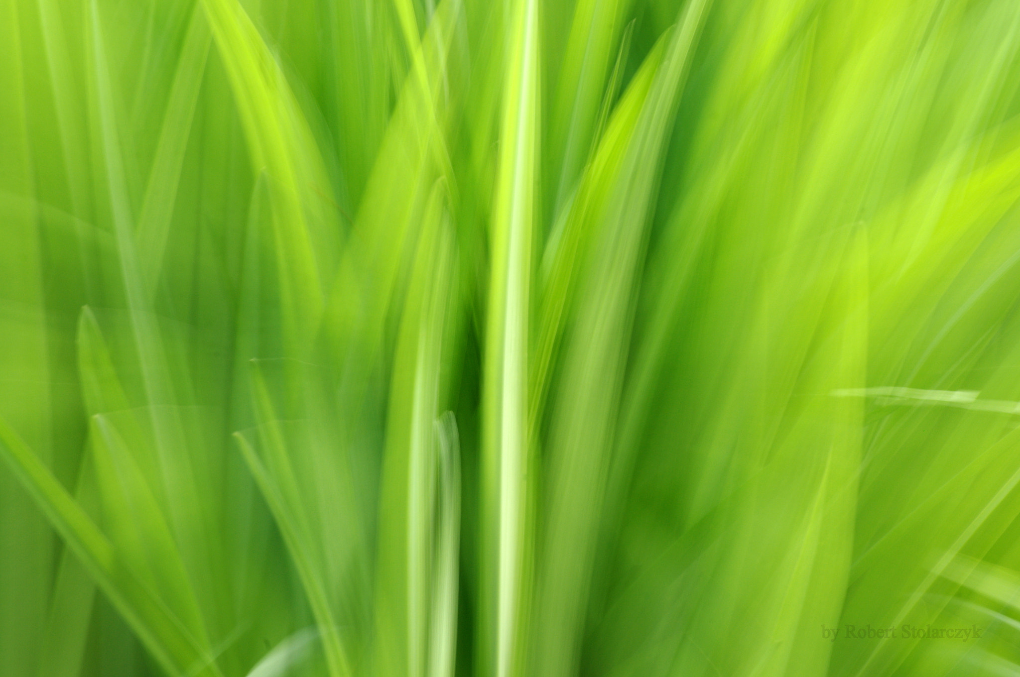 smc PENTAX-DA L 50-200mm F4-5.6 ED sample photo. "green, green grass of home" photography
