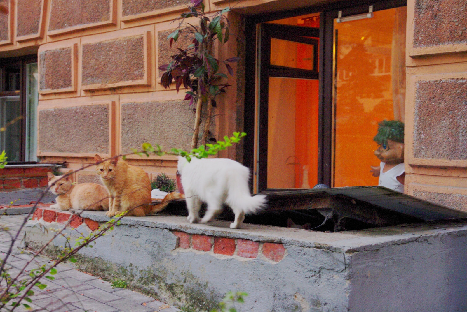 Pentax K20D sample photo