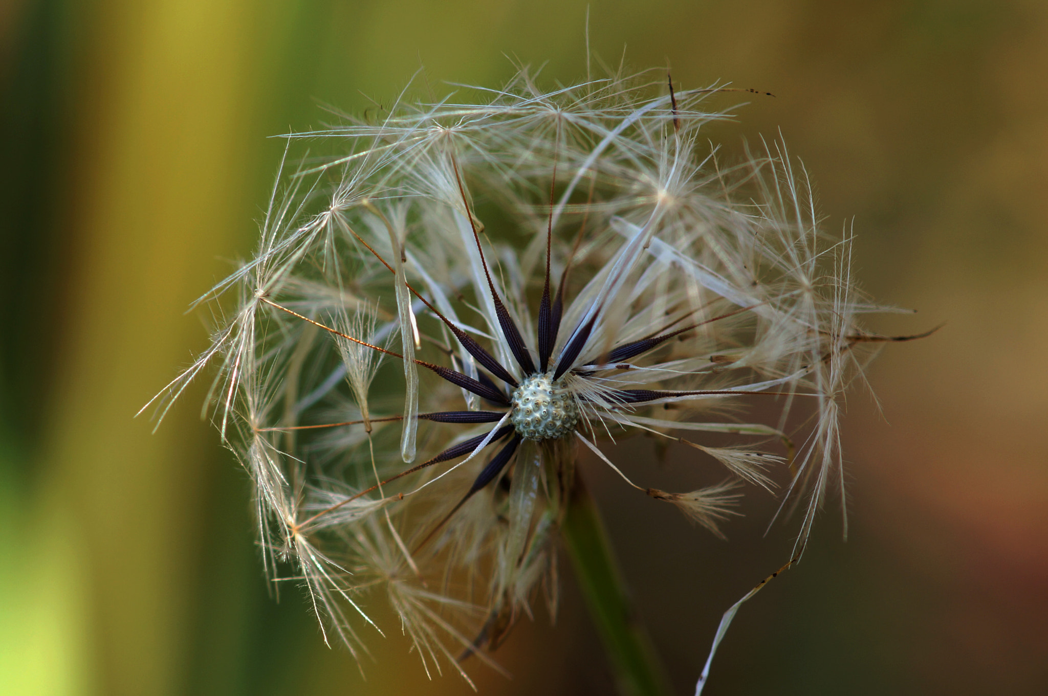 Sony Alpha NEX-5N + Tamron SP AF 90mm F2.8 Di Macro sample photo. What time is it photography