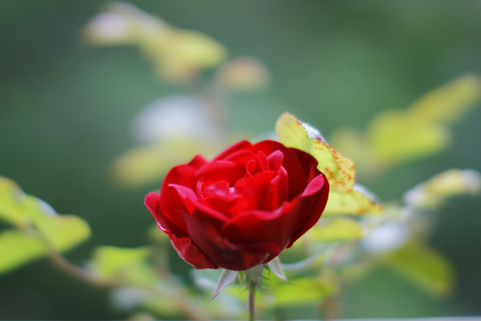 Sigma 50mm F1.4 EX DG HSM sample photo. A growing red rose photography