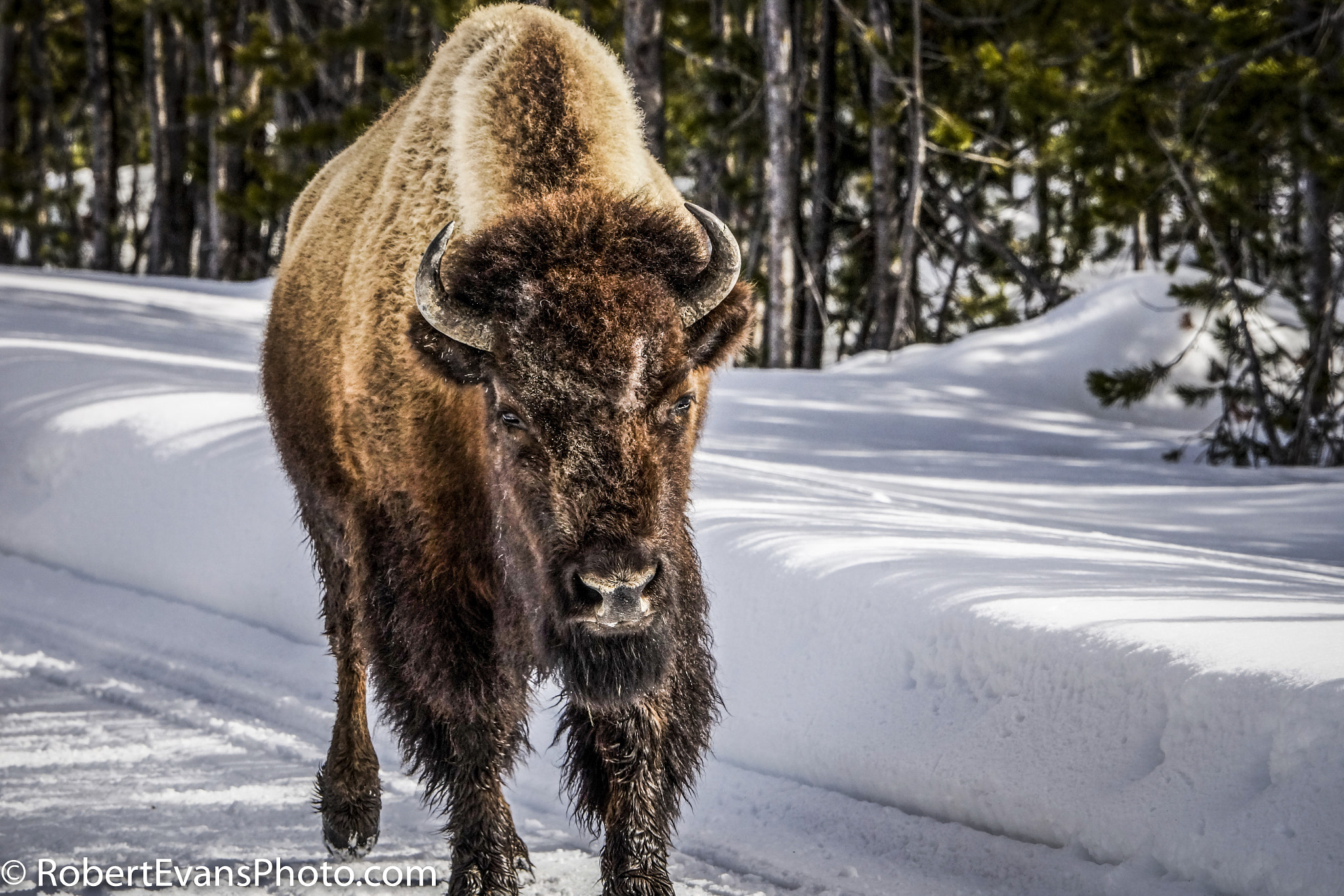 Sony a99 II + Sony 70-400mm F4-5.6 G SSM II sample photo. Bison on the run photography