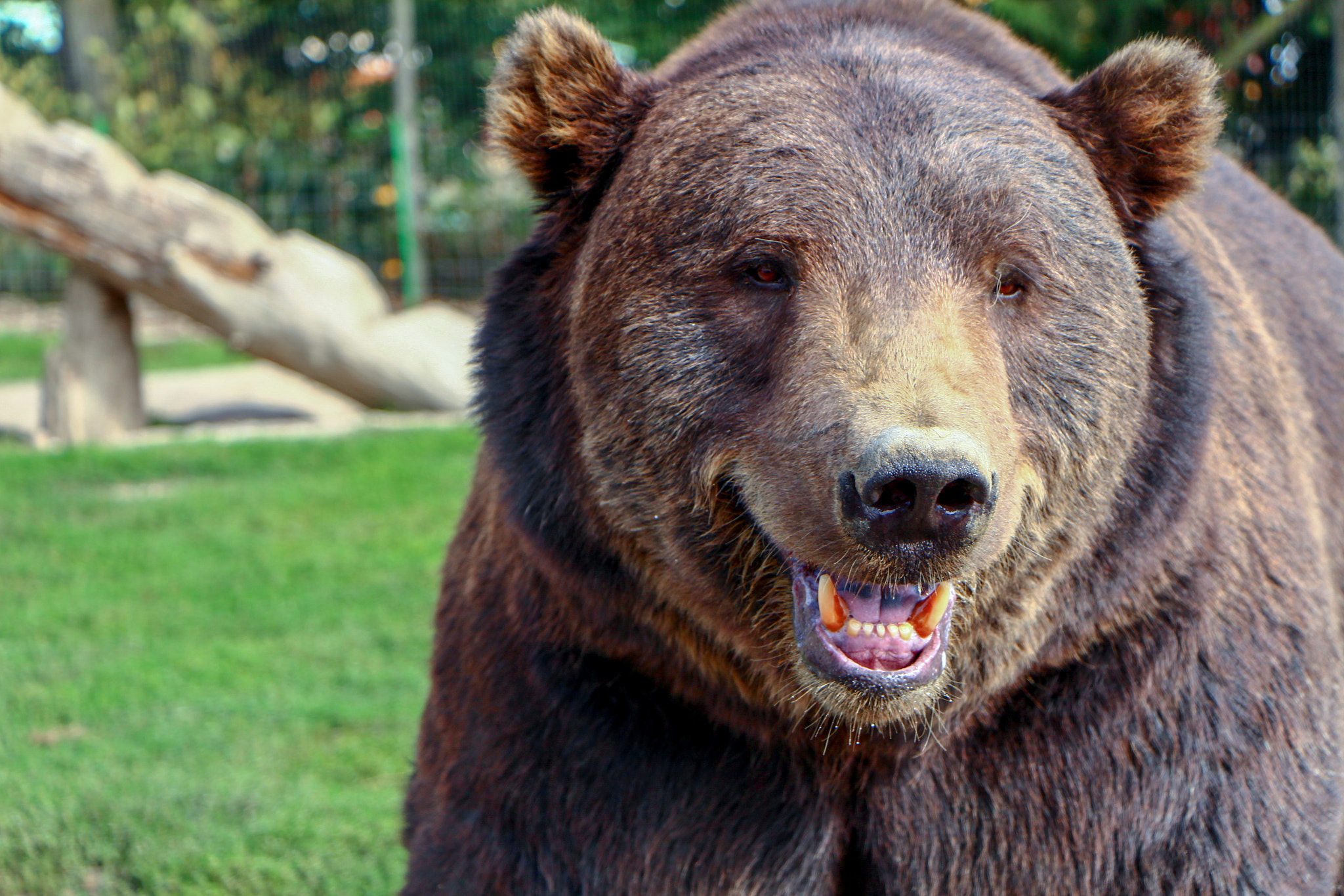 Canon EF-S 18-135mm F3.5-5.6 IS STM sample photo. Beary happy photography