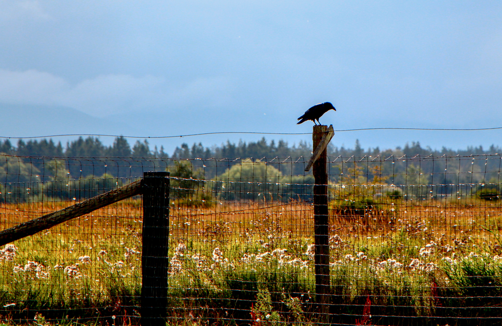Canon EOS 650D (EOS Rebel T4i / EOS Kiss X6i) + Canon EF-S 18-135mm F3.5-5.6 IS STM sample photo. Crow on a fence post photography