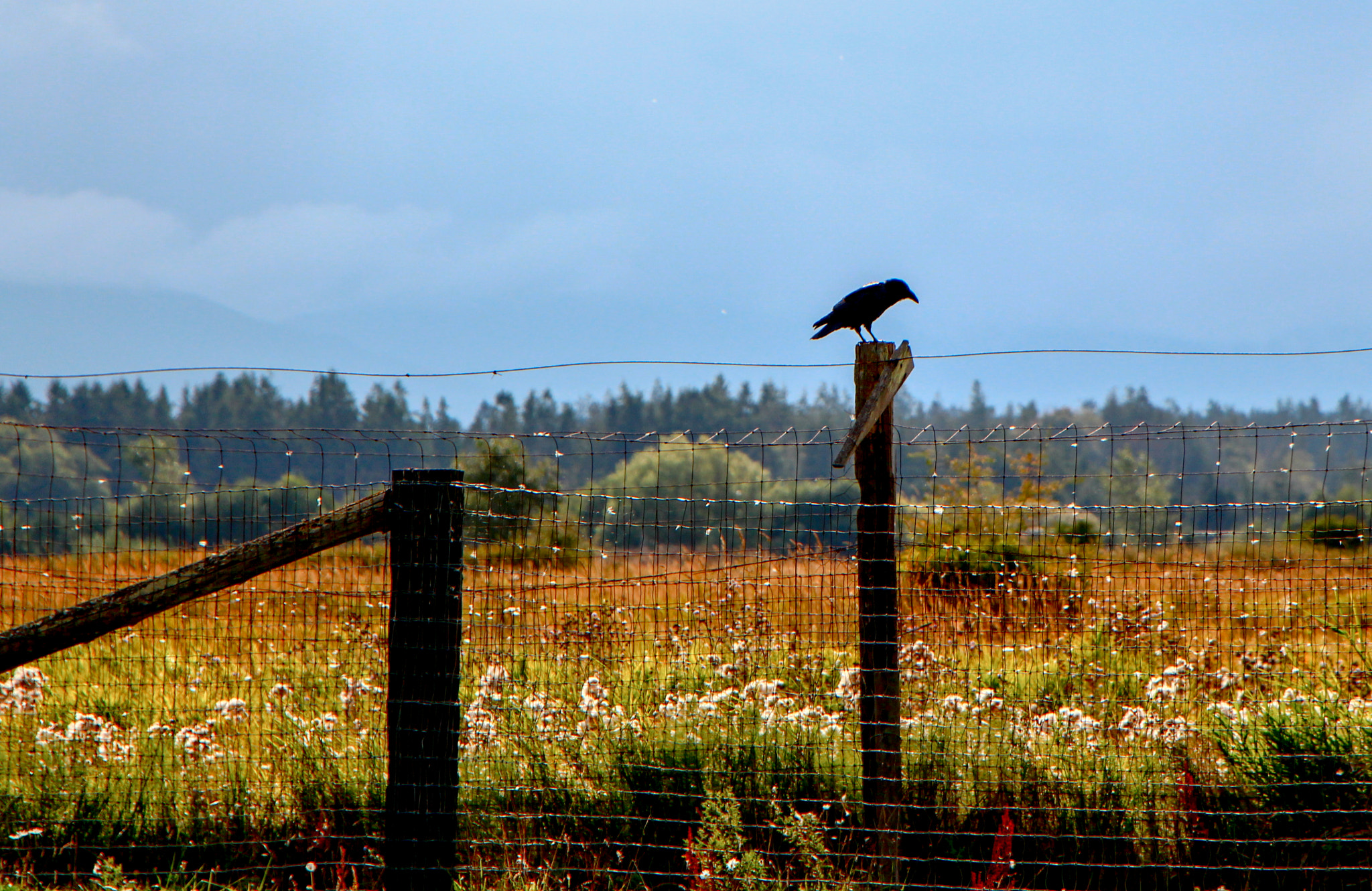 Canon EF-S 18-135mm F3.5-5.6 IS STM sample photo. Crow on a fence post photography
