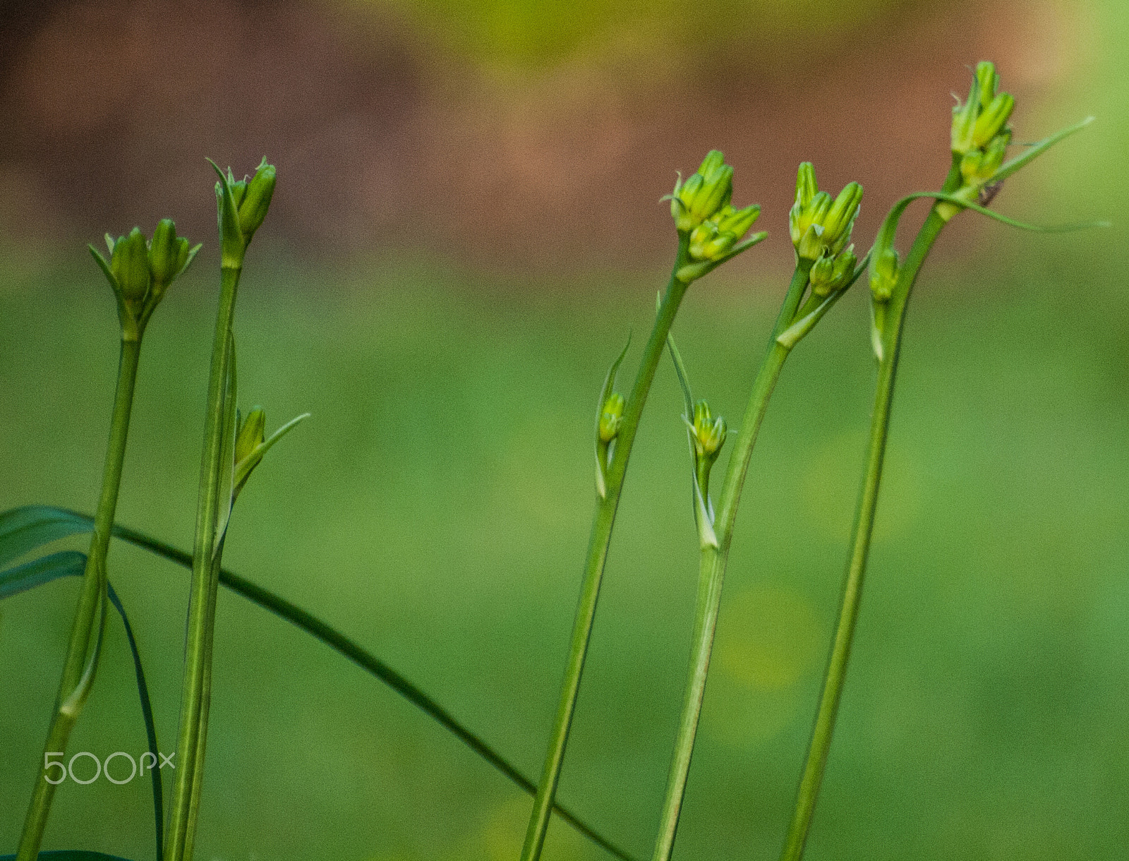 Olympus Zuiko Digital ED 70-300mm F4.0-5.6 sample photo. Ready to bloom photography