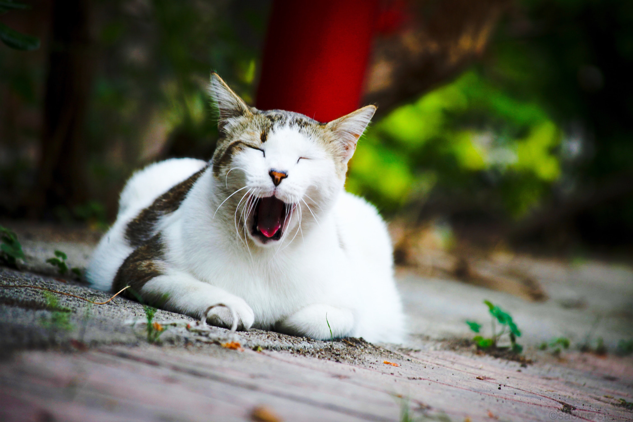 Canon EF 70-300mm F4-5.6 IS USM sample photo. 'laughing ' cat :) photography