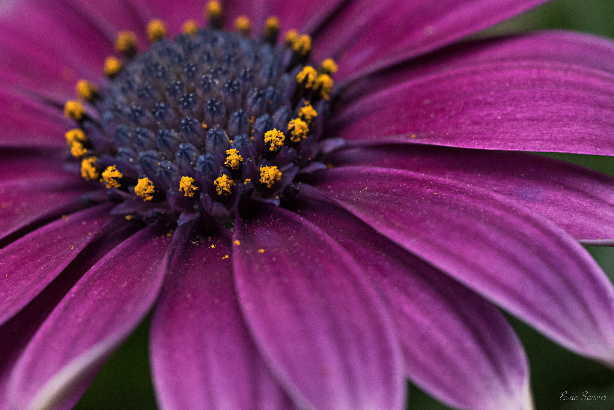 Nikon D750 + AF Micro-Nikkor 55mm f/2.8 sample photo. Yellow and purple photography