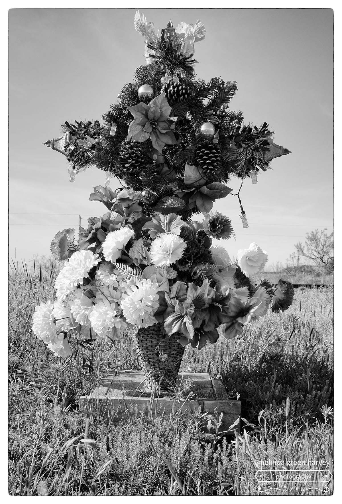 Leica Summarit-M 50mm F2.4 sample photo. The road home - mile 10.7: flowers photography