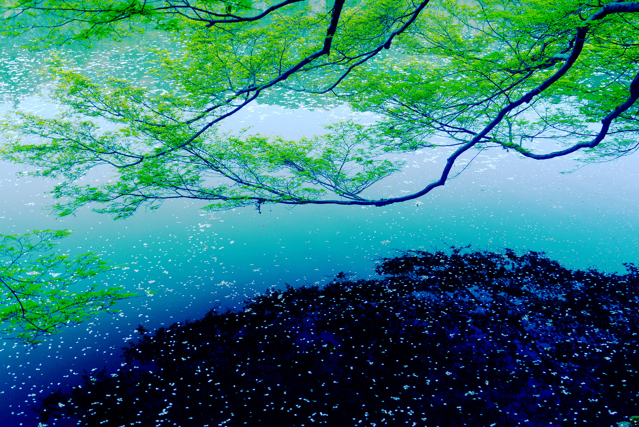 Panasonic Lumix DMC-GX1 sample photo. Spring in kyoto photography