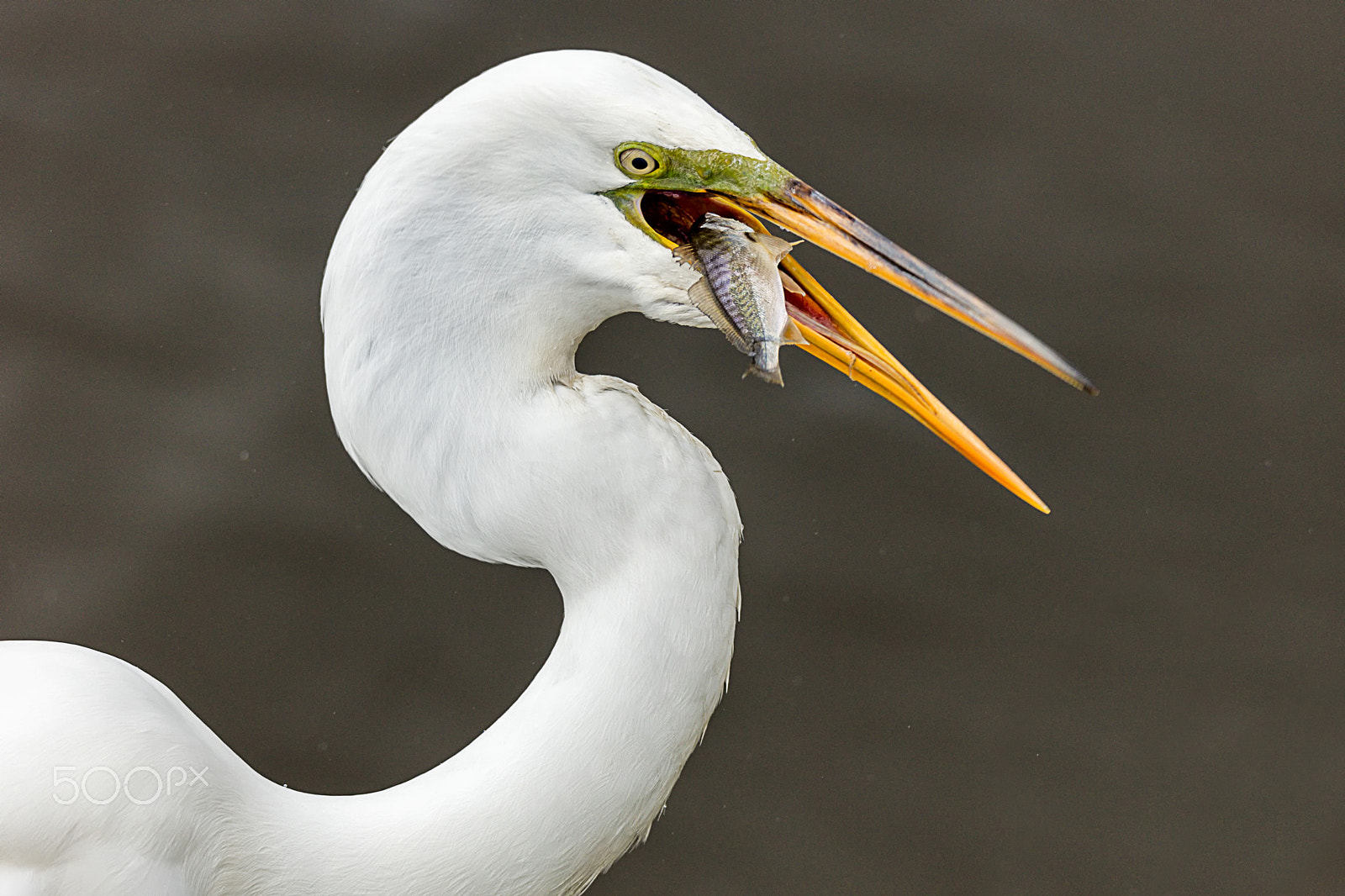 Canon EOS 5DS + Sigma 150-600mm F5-6.3 DG OS HSM | C sample photo. Great white egret eating fish photography