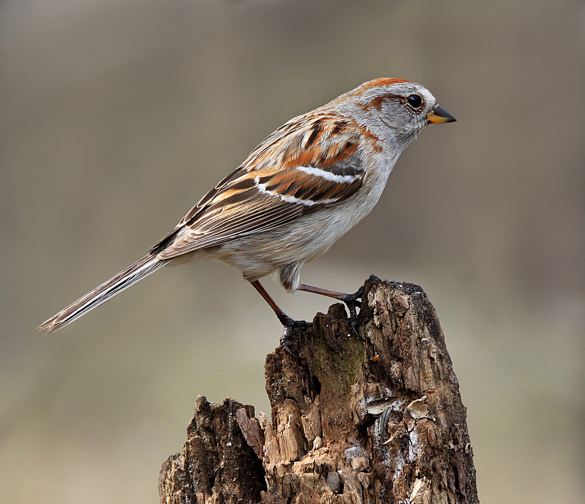 Sigma 150-500mm F5-6.3 DG OS HSM sample photo. Sparrow on stump photography