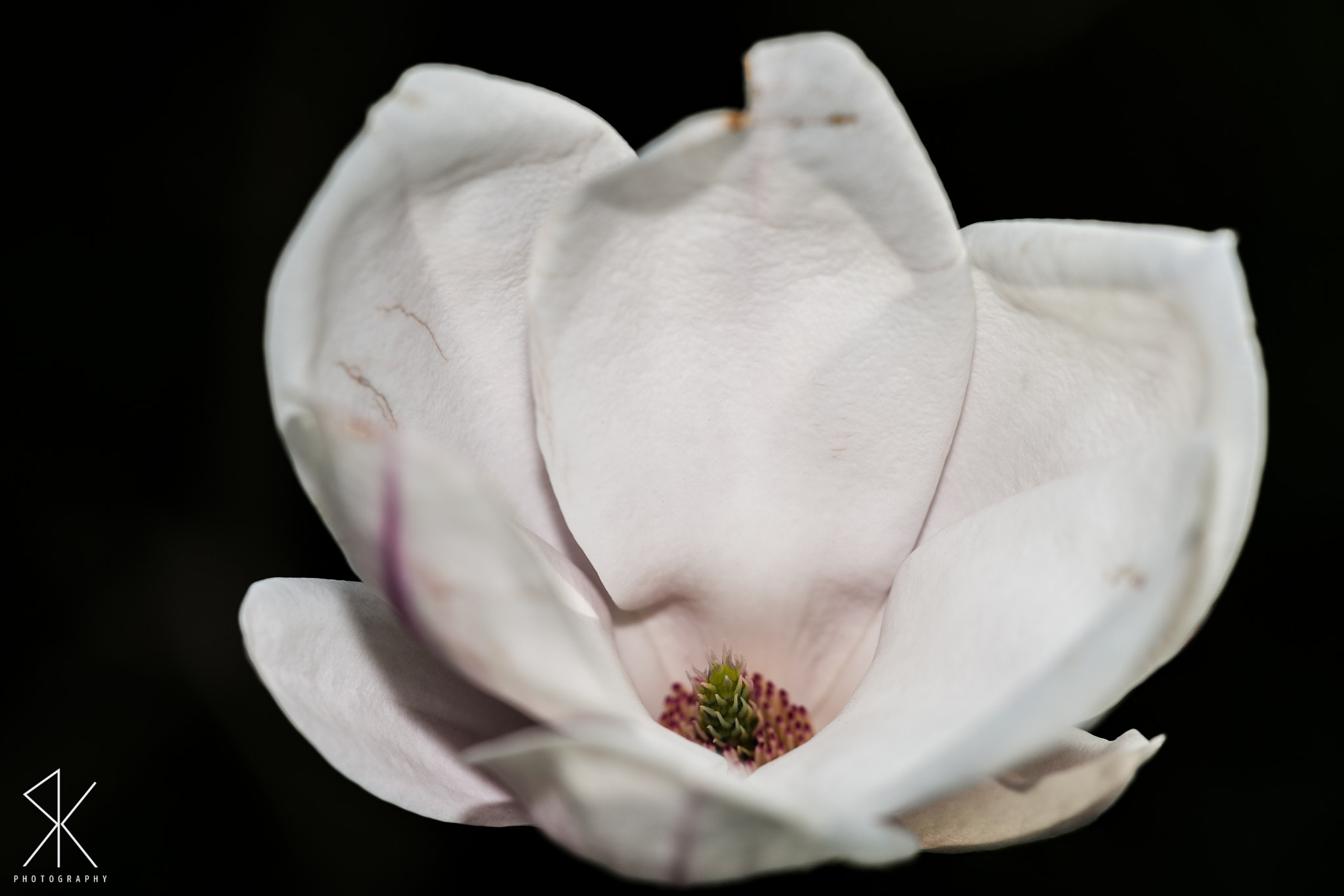 Sigma 150mm F2.8 EX DG Macro HSM sample photo. . photography
