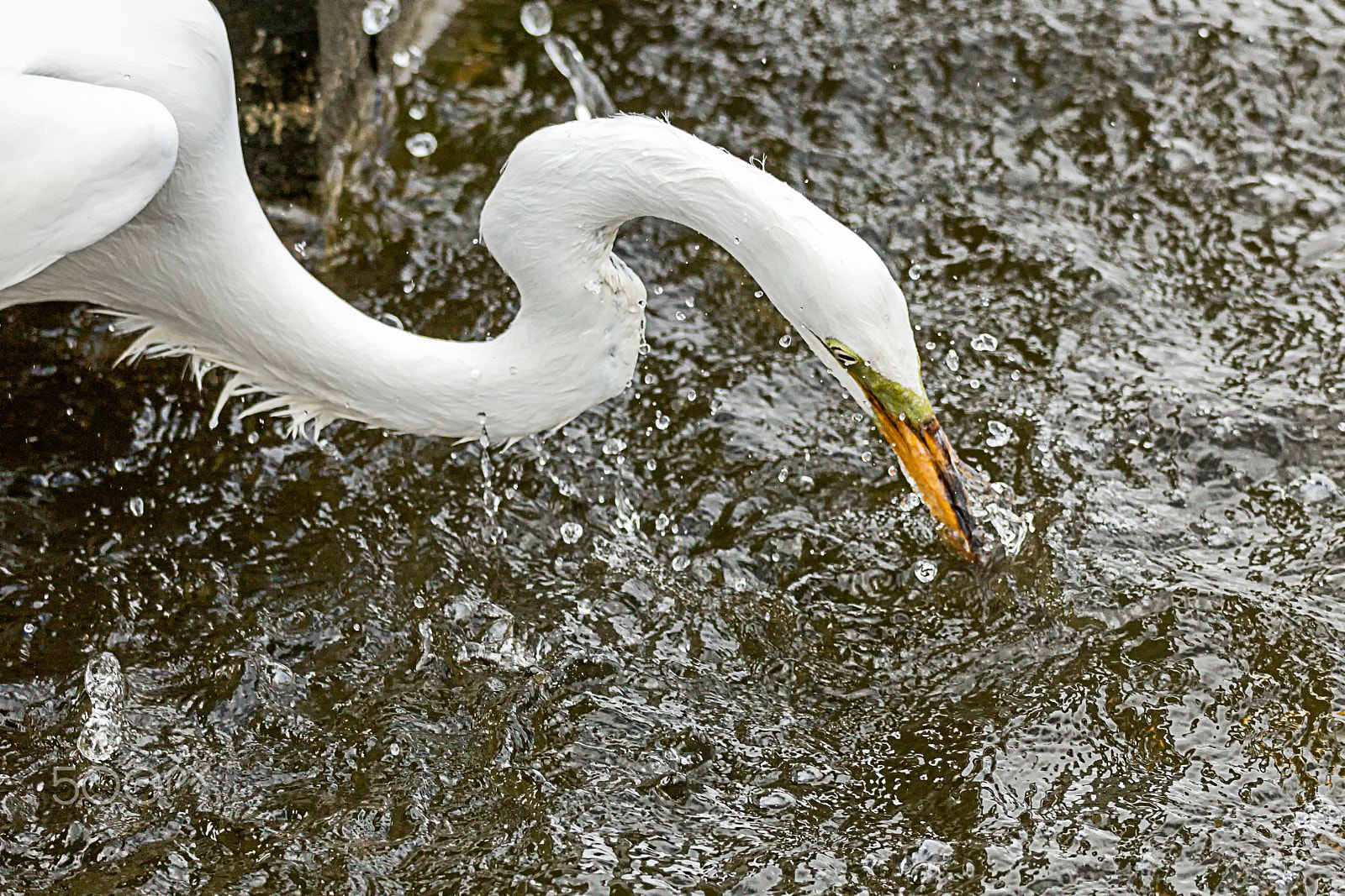 Canon EOS 5DS + Sigma 150-600mm F5-6.3 DG OS HSM | C sample photo. Great white egret fishing photography