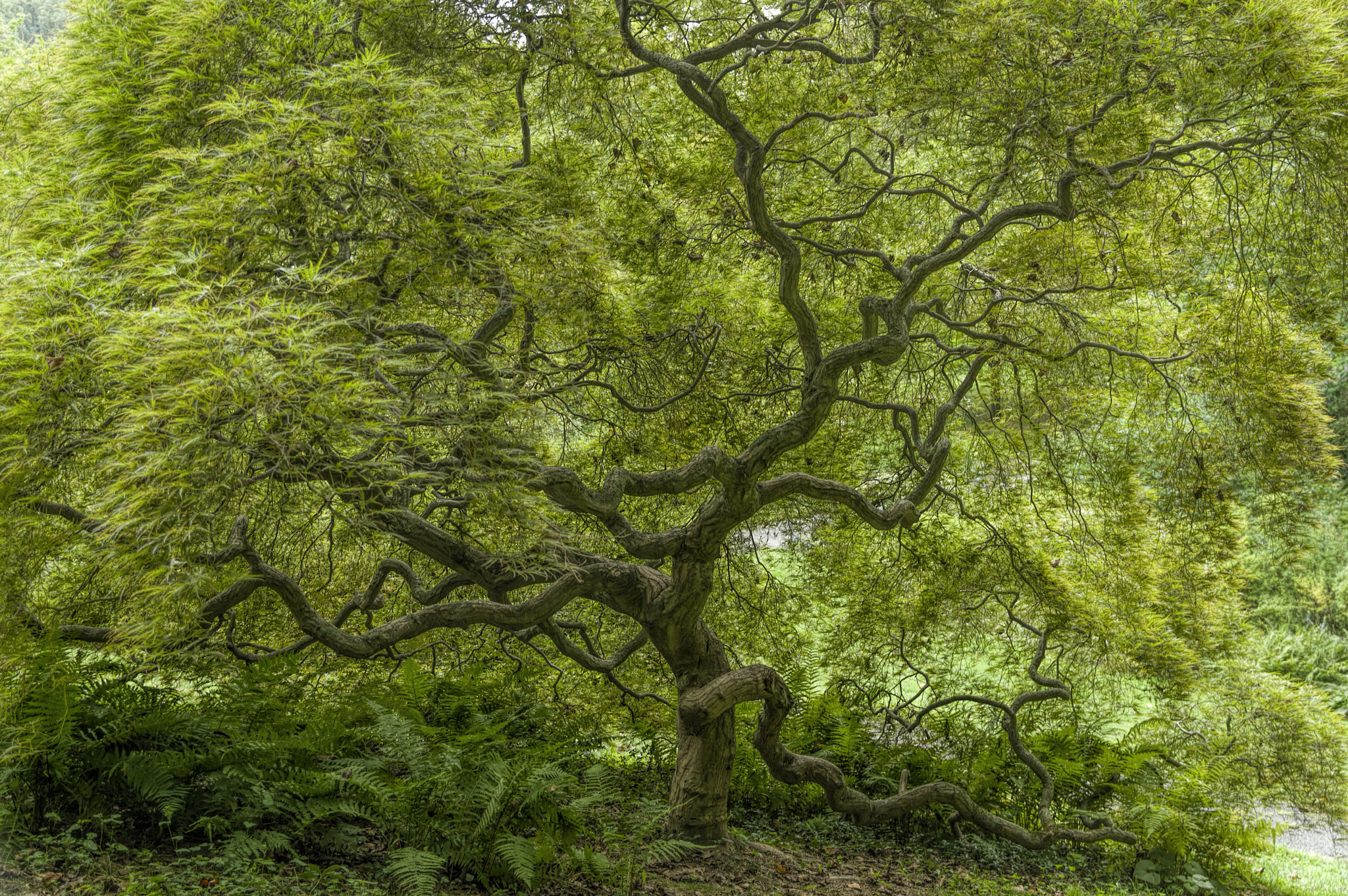 Pentax K-3 sample photo. My favorite tree, a different season... photography