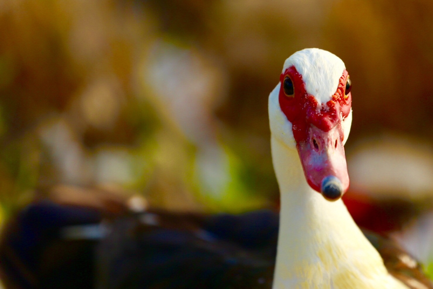 Canon EF 70-200mm F4L USM sample photo. Miami duck photography