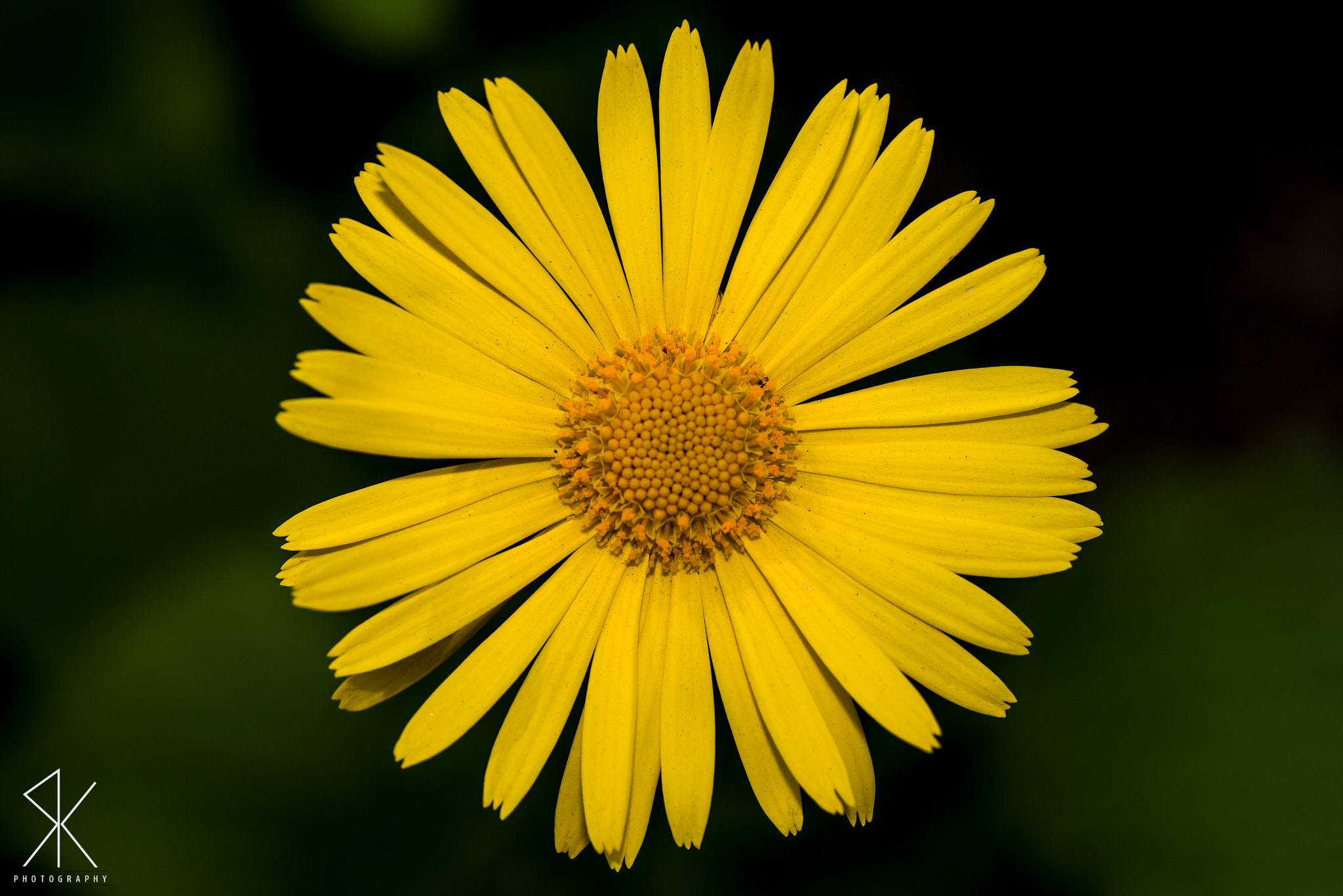 Sigma 150mm F2.8 EX DG Macro HSM sample photo. . photography