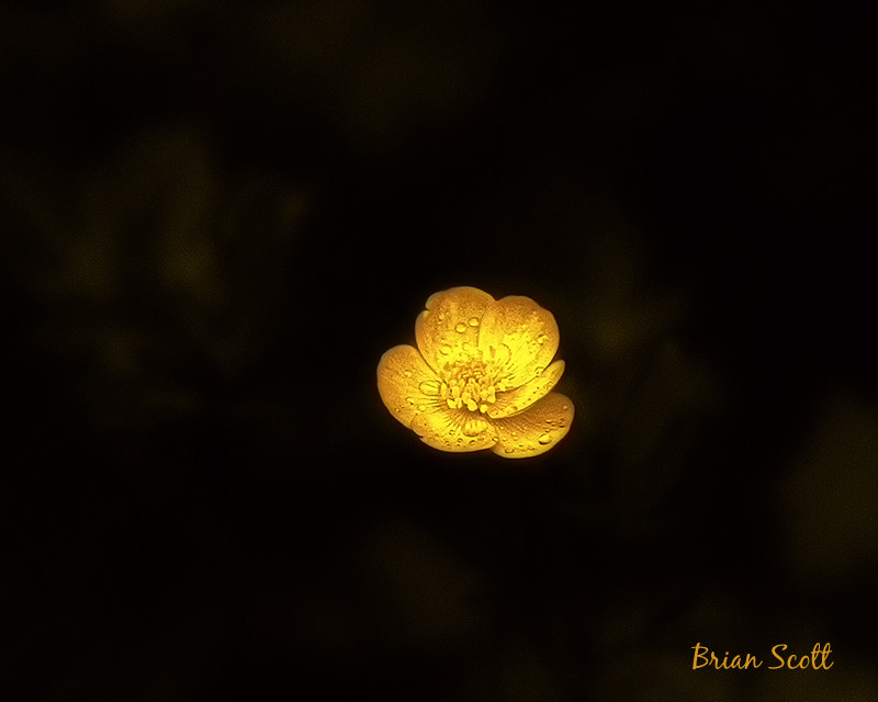 Canon EF 70-200mm F2.8L IS USM sample photo. Yellow photography
