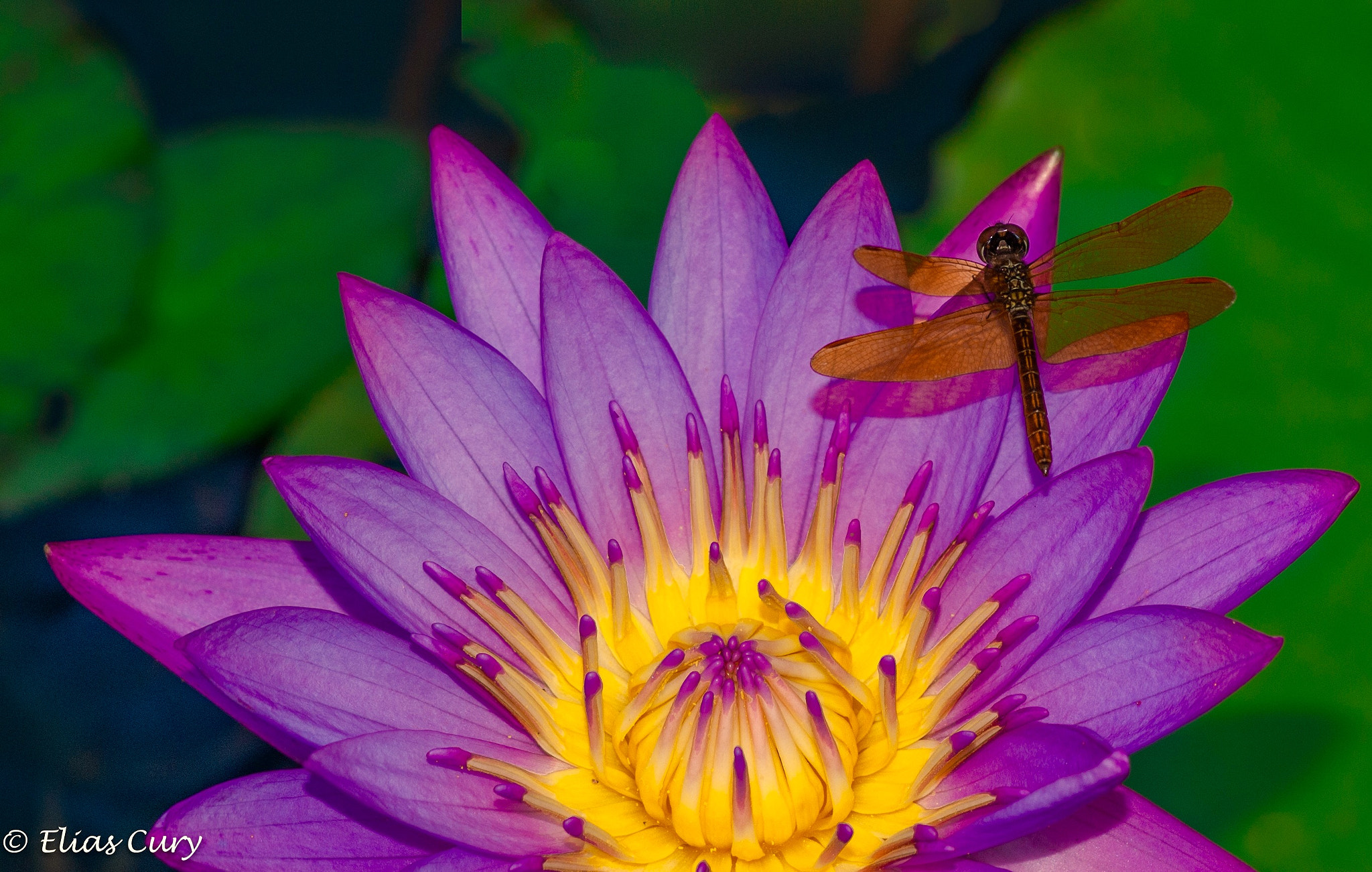 Sony Alpha DSLR-A330 sample photo. Waiting photography