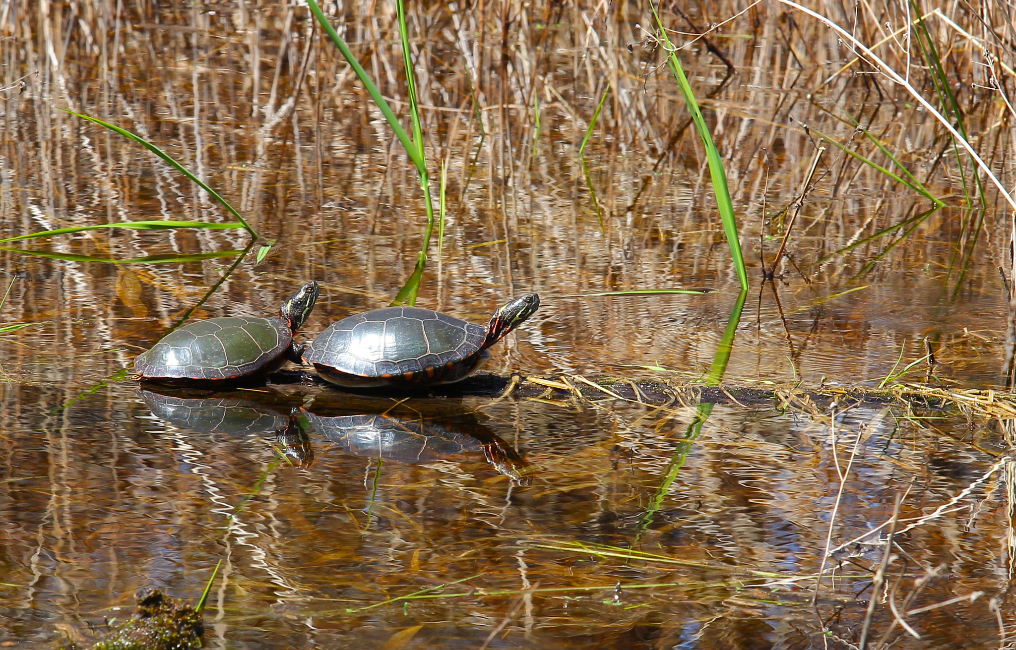 Canon EF 70-200mm F2.8L USM sample photo. Spring turtles photography