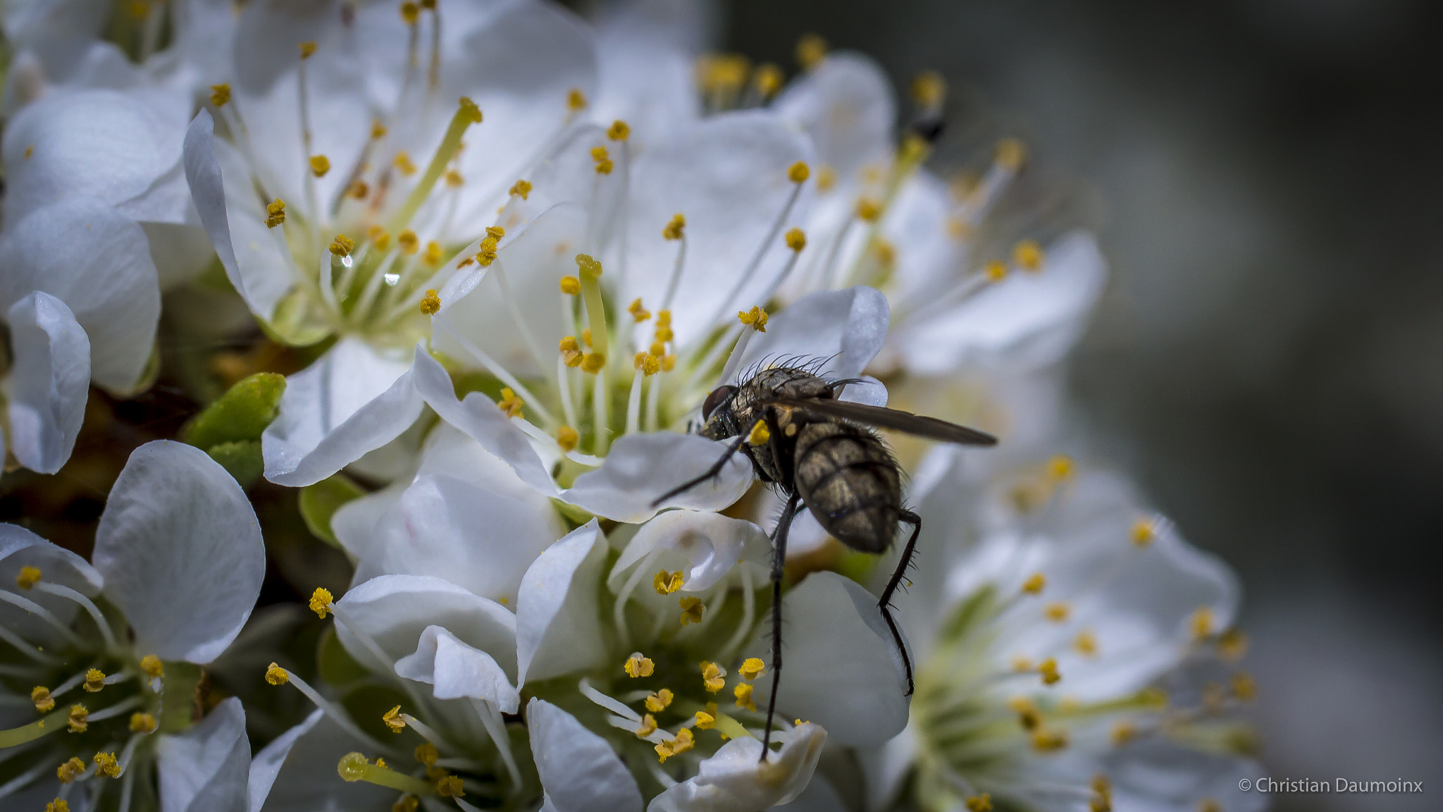 Nikon D3200 + Sigma 50mm F2.8 EX DG Macro sample photo. Le printemps est là photography