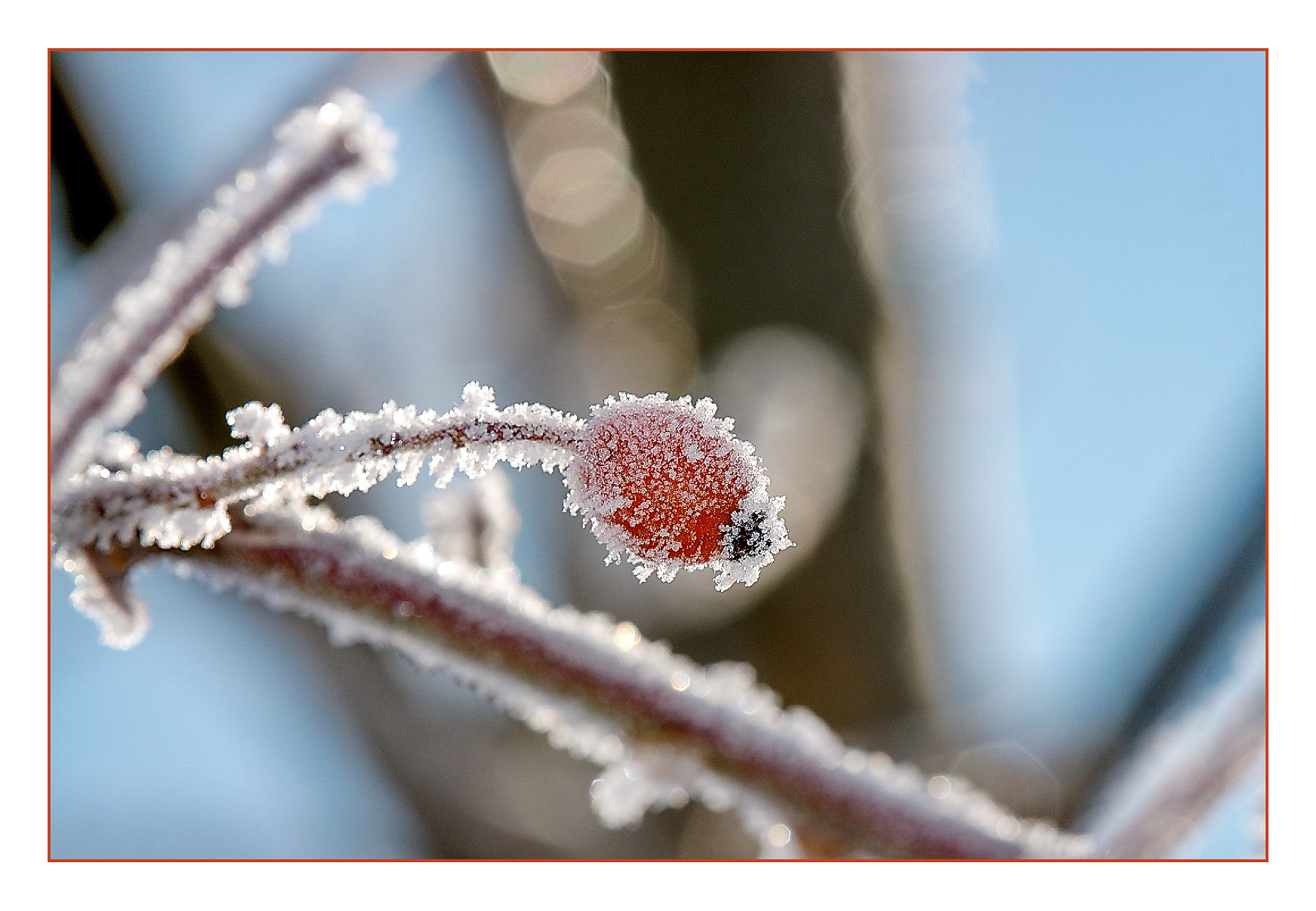 Sony Alpha DSLR-A700 + Tamron SP AF 180mm F3.5 Di LD (IF) Macro sample photo. Hagebutten photography