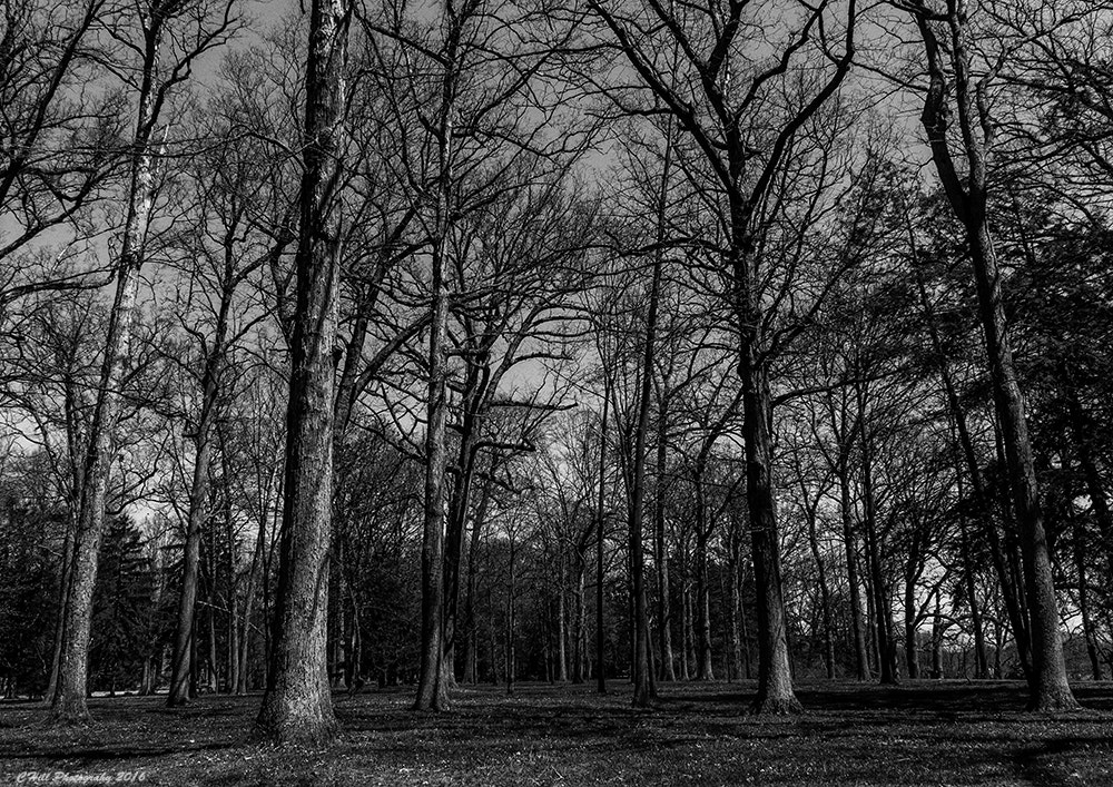 Sigma 18-250mm F3.5-6.3 DC OS HSM sample photo. Black and white trees photography